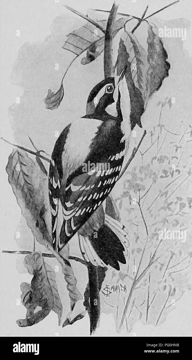 . Die American Natural History; eine Stiftung für nützliches Wissen der höheren Tiere von Nordamerika. Natural History. Wertvoll für den FAEMER 19 Woodbine. Die Früchte bestand aus Service-Beeren, Stroh - Beeren und Äpfel. Anscheinend dieses Vogels ist fast wert sein Gewicht in Gold an die Betriebsinhaber, wertvolle Bäume und Früchte; und im Winter. DOWNY WOODPECKEE. Der Landwirt Weiser, Talg, Fett Schweinefleisch und Knochen Lager etwas rohes Fleisch, auf der Bäume in seinem Obstgarten und Wald. The Hairy Specht^ ist so nah ein Gegenstück der flaumig, in Aussehen und Gewohnheiten, es ist unnötig zu d Stockfoto