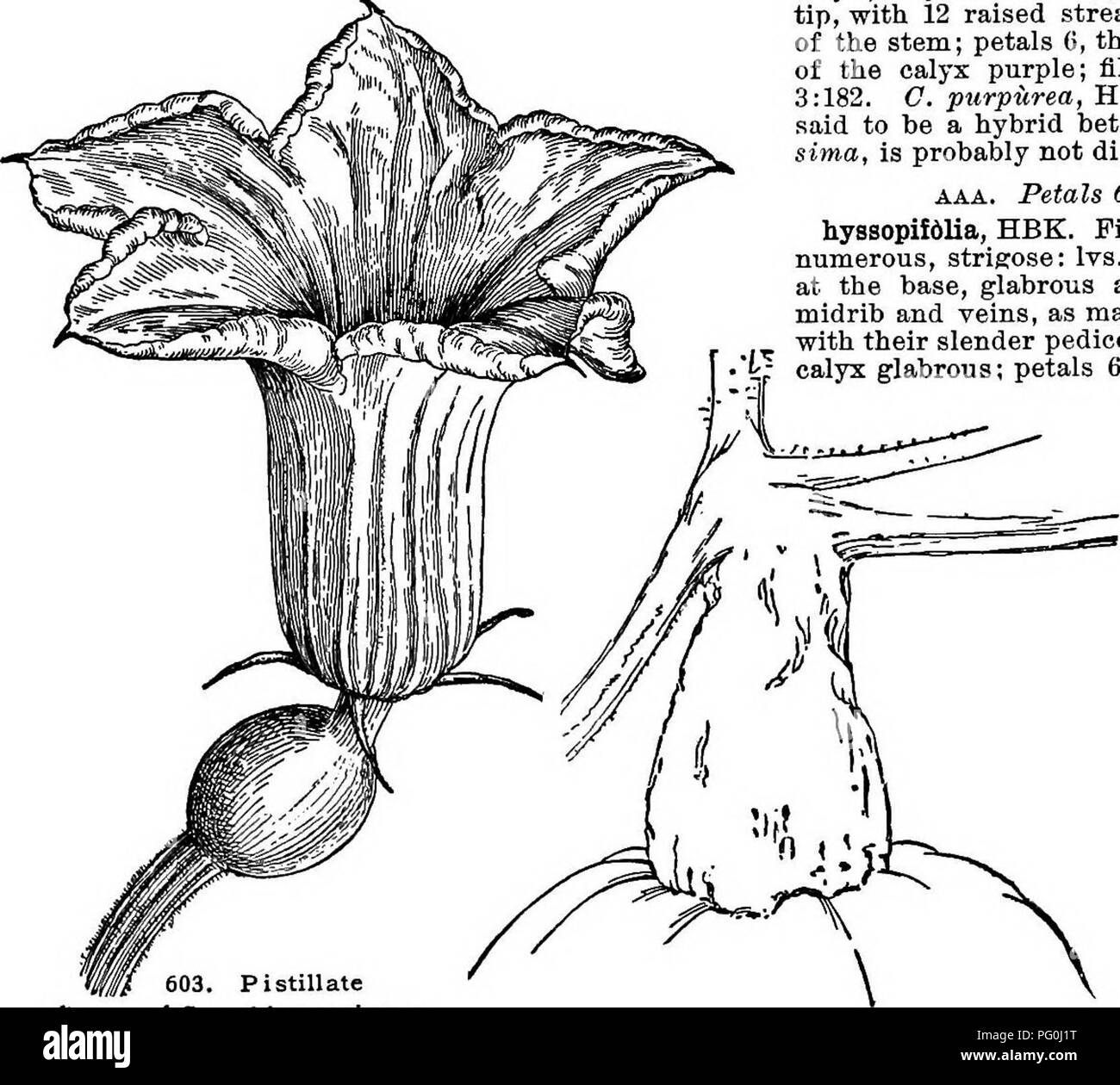 . Cyclopedia der amerikanischen Gartenbau, bestehend aus Anregungen für den Anbau von Gartenpflanzen, Beschreibungen der Arten von Obst, Gemüse, Blumen und Zierpflanzen in den Vereinigten Staaten und in Kanada verkauft, zusammen mit geographischen und Biographische Skizzen. Im Garten arbeiten. 412 CUPHEA CUPHEA Zahnriemen, Scarlet an der Basis, gelb nach oben, grünlich an der Mündung; Staubblätter und Filamente rot: eierstock 2-celIed, viele - gesät. Mex. HBK. Nov. Gen.. Ich. Pistillate Blume des Cucurbita maxima Hubbard Sauash (X%). 604. Schaft Cucurbita maxima - Hubbard Squash, Sp. 6, S. 209, t. 551. Rechts 1857 Stockfoto