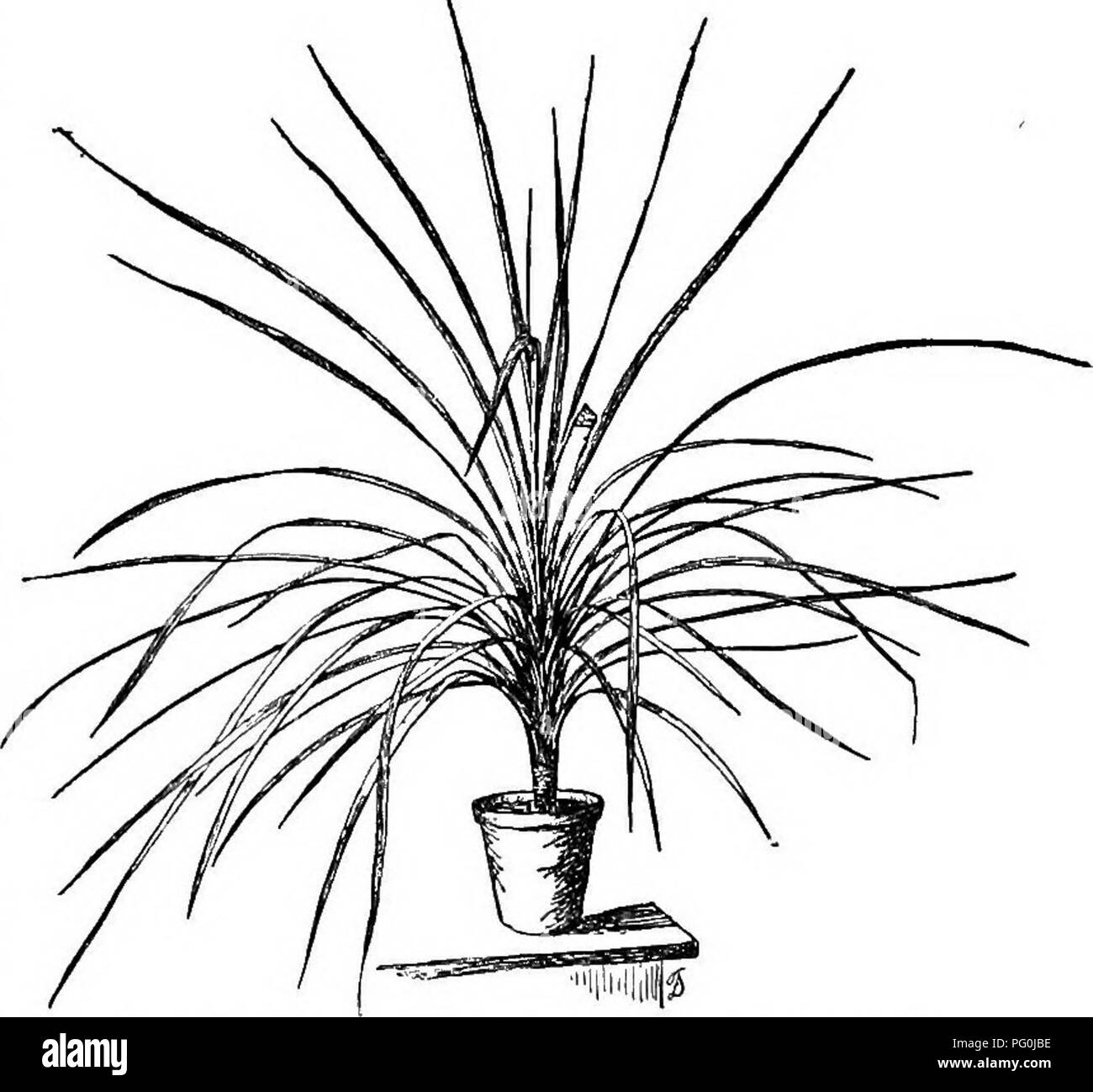 . Cyclopedia der amerikanischen Gartenbau, bestehend aus Anregungen für den Anbau von Gartenpflanzen, Beschreibungen der Arten von Obst, Gemüse, Blumen und Zierpflanzen in den Vereinigten Staaten und in Kanada verkauft, zusammen mit geographischen und Biographische Skizzen. Im Garten arbeiten. 546. Stamm - cuttinE der Cordyline. werden hauptsächlich in den Wintermonaten verkauft, vor allem während der Weihnachtszeit, wenn Pflanzen mit hellen Laub sind immer in der hohen Nachfrage: Cordyline umaMlis. - eine starke wachsende Arten mit breiten, grünen Laub, das hübsch bunt ist mit weißen und Tiefe stieg. O Stockfoto