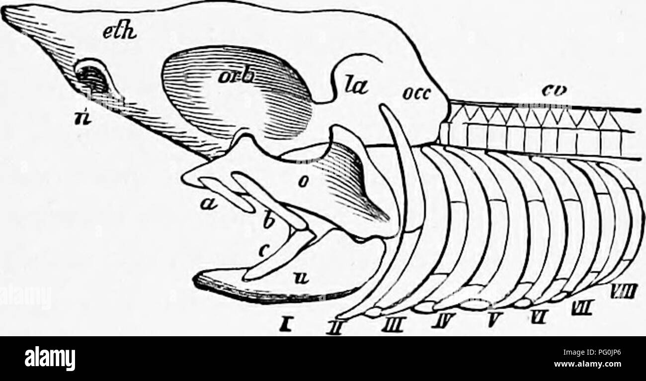 . Zoologie: für Studenten und allgemeine Leser. Zoologie. Ich" Ich?. 386.- Schädel des Löwen. 2, Okzipitalen condjie; 7, parietale Knochen und sagittaler Kamm; 8, pf. rocci. iital; 2?', squamosal Knochen; ?, zygi&gt; matic Arch; 26, malar Knochen; 11, ttontal Knochen; 12, post-orbital Prozess; 15, nasalen Knochen; 21, kiefer Knochen; 22 premaxillary Knochen; 32, Unterkiefer; 3, occipital Crest; c, Eckzähne; p'^, Zweiten Molaren; Null, Backenzahn.- Nach Owen. tain Wale und Schweinswale. Die Basis der Schädel ist perfo - Für die Ausfahrt von den Nerven ausgehend von der Unterseite des Gehirns und der Knochen [ocvi Stockfoto