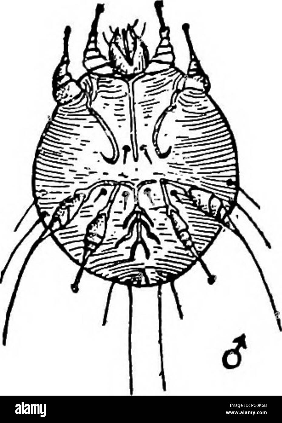 Dieser Text befasst sich mit parasitären Krankheiten, die durch Insekten übertragen werden, und konzentriert sich dabei auf die menschliche Juckmilbe Sarcoptes scabiei, einen Parasiten, der sich unter der Haut gräbt. Der Lebenszyklus der Milbe und ihre Rolle bei der Entstehung von Krankheiten wie Krätze werden ausführlich beschrieben. Stockfoto