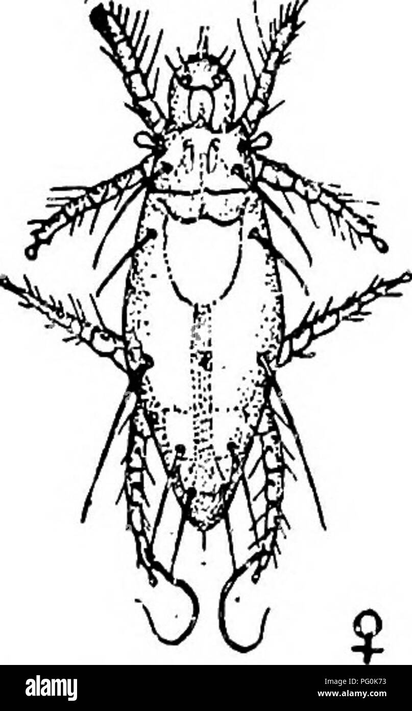 Dieses Bild zeigt verschiedene Milben, die unter bestimmten Bedingungen zu lästigen menschlichen Parasiten werden können. Diese Milben sezernieren toxische Speichelsubstanzen und verursachen Juckreiz und Hautausschläge, Symptome, die häufig bei parasitären Befall auftreten. Die Illustration erinnert an die medizinische Bedeutung solcher parasitären Arten. Stockfoto