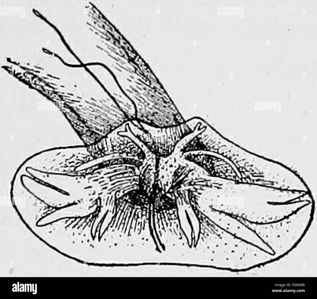 . Tierische Schädlinge und Krankheiten. Medizinische Parasitologie ; Insekten als Überträger von Krankheiten. Geschichte 257 die zunächst vorgeschlagen, den Namen "HOOKWORM" für die Parasiten, obwohl die hooMike Zähne im Mund der Alten Welt Arten wie leicht könnte den Namen vorgeschlagen haben.. Abb. 102. Bursa der Amerikanischen hookworm. (Nach Holmen.) B (Xi5 q). Bitte beachten Sie, dass diese Bilder sind von der gescannten Seite Bilder, die digital für die Lesbarkeit verbessert haben mögen - Färbung und Aussehen dieser Abbildungen können nicht perfekt dem Original ähneln. extrahiert. Krämer, Asa Crawford, Stockfoto