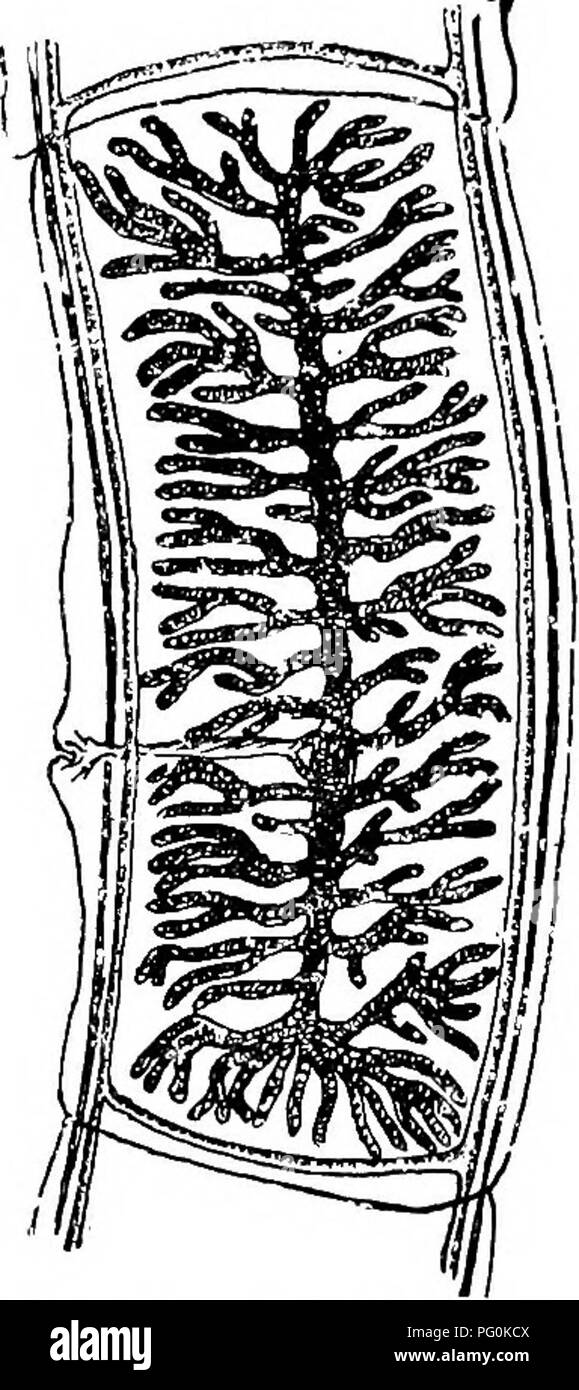 . Tierische Schädlinge und Krankheiten. Medizinische Parasitologie ; Insekten als Überträger von Krankheiten. Rindfleisch BANDWURM 239 Dibothriocephalidse, in dem der Kopf, flach ist und besitzt zwei slitlike Sauger (Abb. 87C und D). Die Familie unterscheidet sich ebenfalls von der Tseniidse, Eier mit Deckel wie die der Egel (Abb. 88A), und ohne entwickelten Embryonen, wenn in den Faeces wiedergefunden. Familie Rindfleisch Tseniidae Bandwurm. - Die häufigste menschliche Fuchsbandwurm in den meisten Teilen der Welt ist das Rindfleisch Bandwurm, Taenia saginata. Die nach dieser Art, wie es tritt im menschlichen Dünndarm besteht aus über 1000 Pr Stockfoto