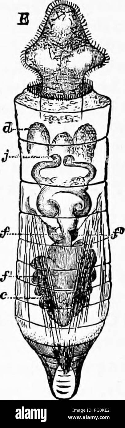 . Zoologie: für Studenten und allgemeine Leser. Zoologie. Abb. 181.- Entwicklung der Bentalhnn. A, morula; B, trochosphere; C, mit dem chadwyck verbundenes Larve; D, Larve mit seiner rudimentären Shell; z, velum; a, Shell; E, Jungen viel weiter fortgeschritten, die Shell oder hody segmentiert; d rudimentäre Tentakel; j, sub-ce.^ ophageal Nerv - Ganglien; //", Magen-Darm-Kanal, und der Leber (/'); der Fuß ragt aus der Shell. Alle vergrößert. - nach Lacaze-Duthiers. Dentalium sind verschieden. Der Junge ist ein trochosphere und danach wird segmentiert und die univalve Shell erscheint. (Abb. - 182.) Bestellung 2. Pteropoda.-I Stockfoto