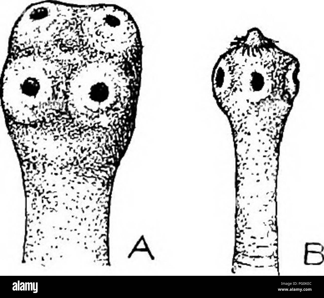 In diesem Abschnitt von *Animal Parasites and Human Disease* wird der Lebenszyklus von Bandwürmern behandelt, wobei der Schwerpunkt auf den prognolottiden Segmenten liegt, die den Wurmkörper bilden. Es beschreibt die Funktion des Nervensystems, der Muskeln und der Ausscheidungskanäle in der Struktur des Bandwurms, die kontinuierlich durch die Segmente verlaufen. Stockfoto