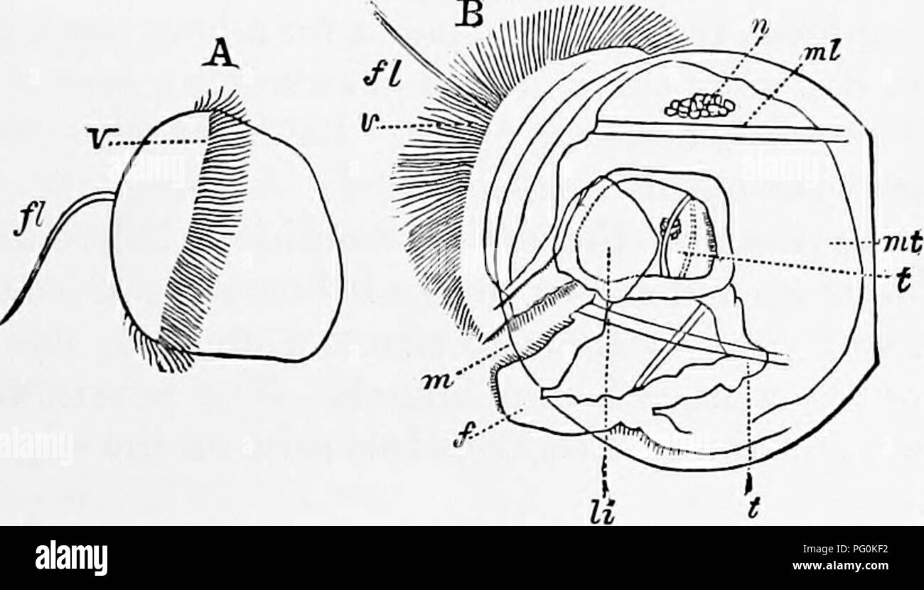 . Zoologie für Studenten und allgemeine Leser. Zoologie. Embryologie