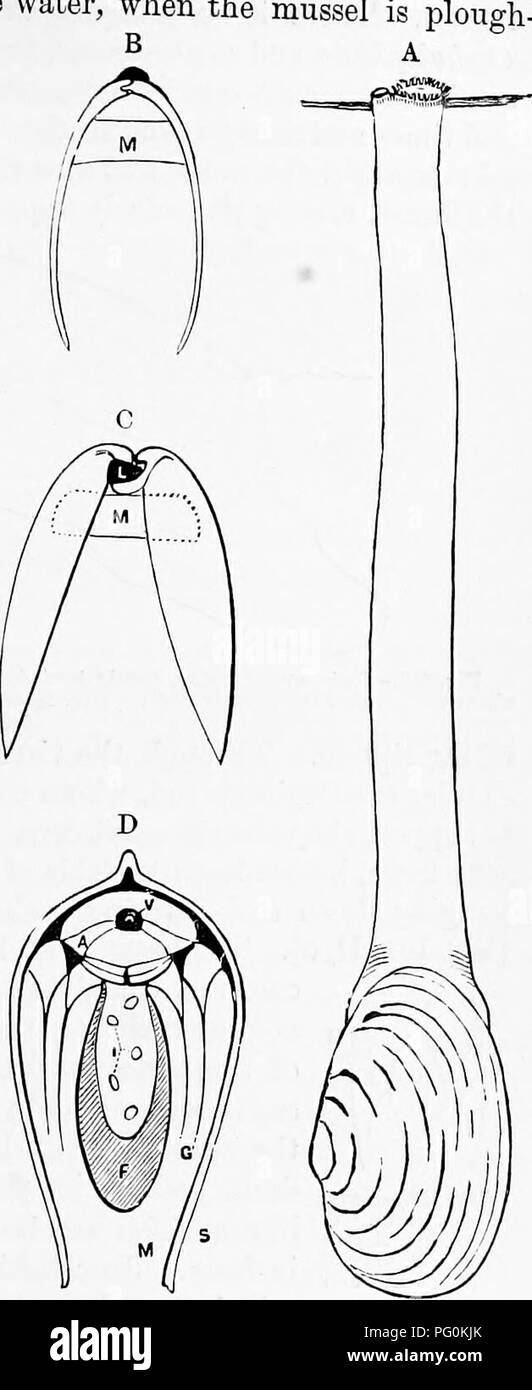 . Zoologie: für Studenten und allgemeine Leser. Zoologie. AlTATdMr DES OLAM. dem sandigen Boden des Wassers, wenn die Muschel ing seinen Weg durch den Sand mit seiner Zunge-förmige Fuß, das ist ein muskulöses Organ-ed auf die viszerale Masse, und ist eine Modifikation der unter der Lippe der Larven Weichtiere. Im Fuß ist eine Öffnung für die Passage in und aus dem Wasser und dem Spurt-ing von Wasser aus der Bohrung des Clam, zu Fuß über die Flachteile beobachtet, ist der Strom so aus dem Fuß ausgeworfen. Der zufließenden Ströme von Wasser vom inneren Ende der Mus- siphon unter die lenticular vi. Stockfoto