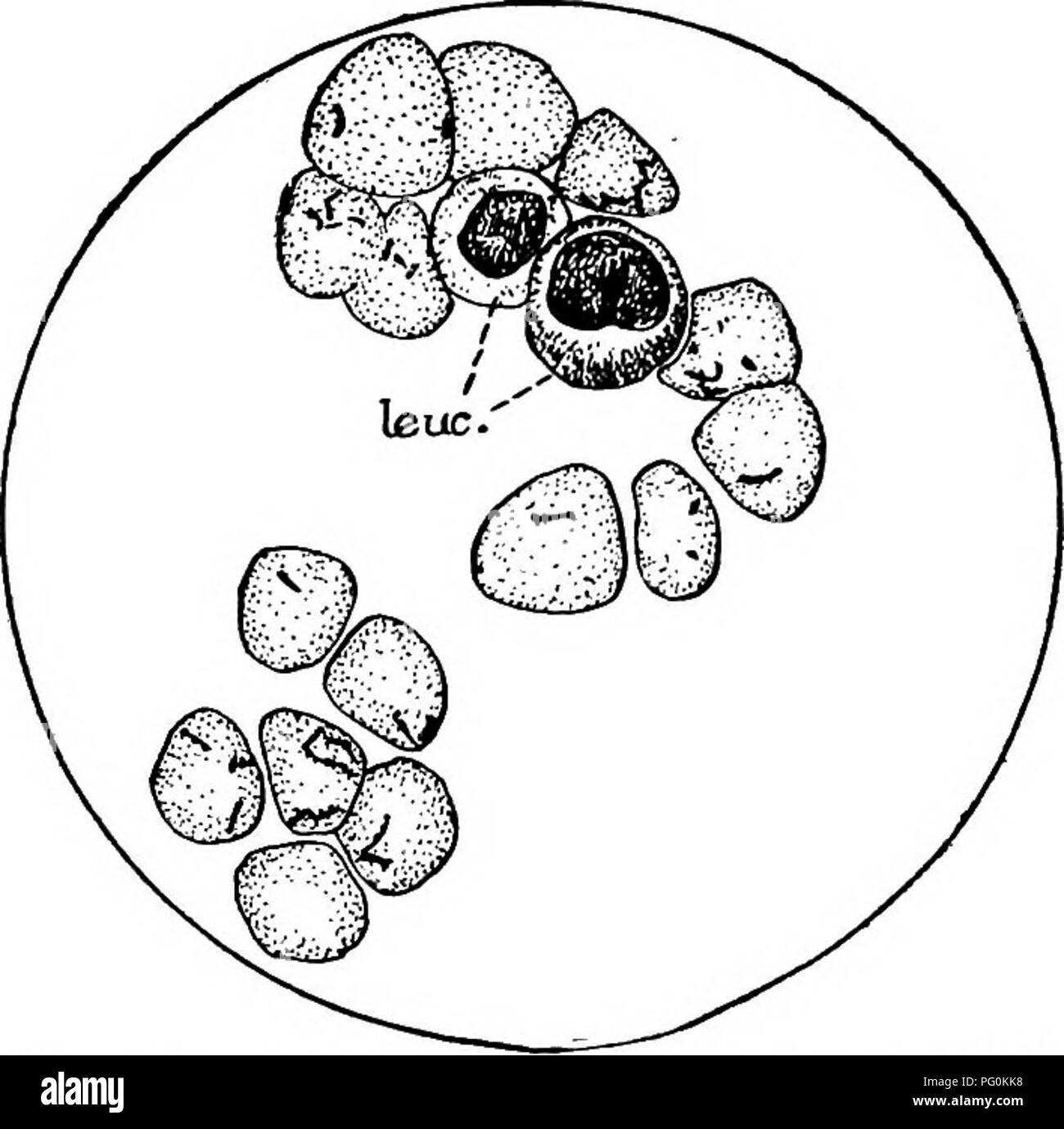 Bartonella bacilliformis Fotos und Bildmaterial in hoher Auflösung