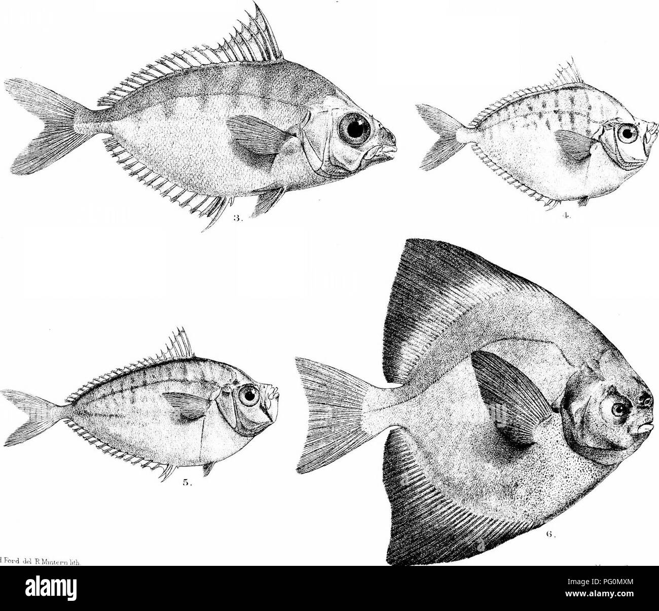 . Die Fische von Indien; eine Naturgeschichte der Fische bekannt, die Meere und Binnengewässer von Indien, Birma zu bewohnen, und Ceylon. Fische. CHFord Jel RMmternlrth l. PSENES JAVAU] C]^i, 2, 1, eine EQUU FASCJATA o, E I. INEOLATA+, ERllCUOTJS; K INSIDIATREX G. STROMATEUS SINENSIS. Bitte beachten Sie, dass diese Bilder sind von der gescannten Seite Bilder, die digital für die Lesbarkeit verbessert haben mögen - Färbung und Aussehen dieser Abbildungen können nicht perfekt dem Original ähneln. extrahiert. Tag, Francis, 1829-1889. London, B. Quaritch Stockfoto