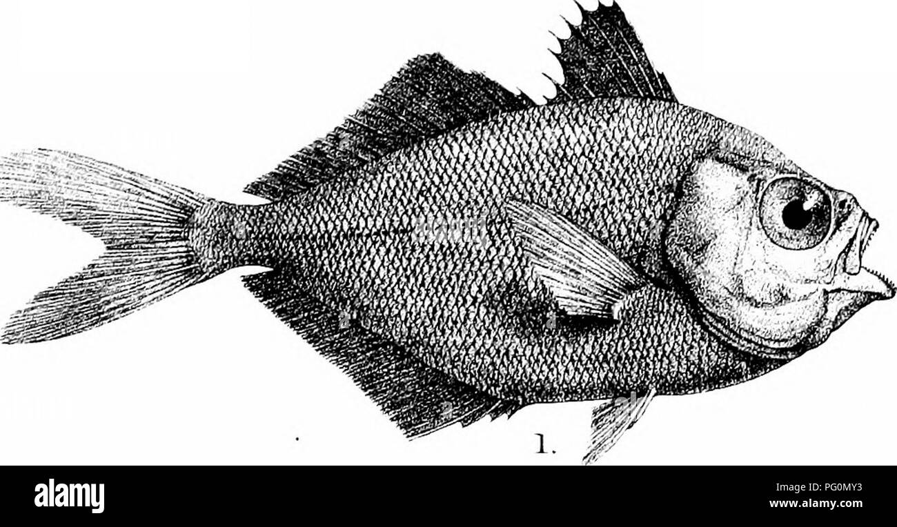 . Die Fische von Indien; eine Naturgeschichte der Fische bekannt, die Meere und Binnengewässer von Indien, Birma zu bewohnen, und Ceylon. Fische. Tag Fislies cif ist Pl^te. Bitte beachten Sie, dass diese Bilder sind von der gescannten Seite Bilder, die digital für die Lesbarkeit verbessert haben mögen - Färbung und Aussehen dieser Abbildungen können nicht perfekt dem Original ähneln. extrahiert. Tag, Francis, 1829-1889. London, B. Quaritch Stockfoto