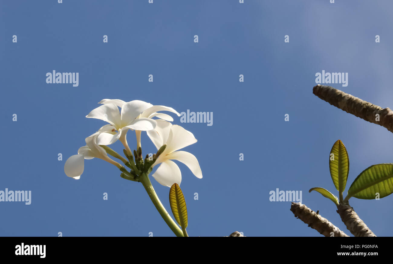 Schöne Plumeria Blumen Stockfoto