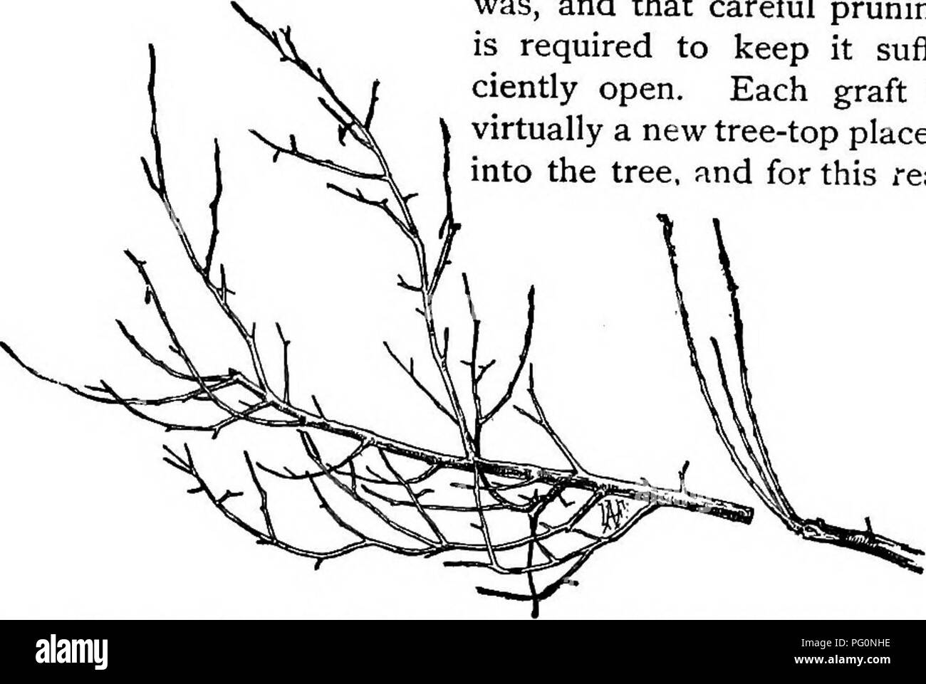 . Die Baumschule-Buch; Eine vollständige Anleitung für die Vermehrung der Pflanzen ... Gartenarbeit ; Pflanzenvermehrung. TOP-VERPFLANZEN alter Bäume. 125 sollte nicht veredelt werden, denn es ist die Gewohnheit der Transplantationen aufrecht und nicht an der Horizontalen in der Zweigstelle zu wachsen; und es ist gut, alle Stiche auf solche Äste horizontal aufteilen, dass man Cion kann nicht direkt unter einem anderen Stand. Die Gewohnheit des Wachstums der Kom ist in Abb. 1 gezeigt. 129. Dies veranschaulicht die Form und die Richtung der ursprünglichen Zweig, und auch die Richtung, die die jährling Grafts genommen haben. Es ist offensichtlich, dass ein Top - veredelt Stockfoto
