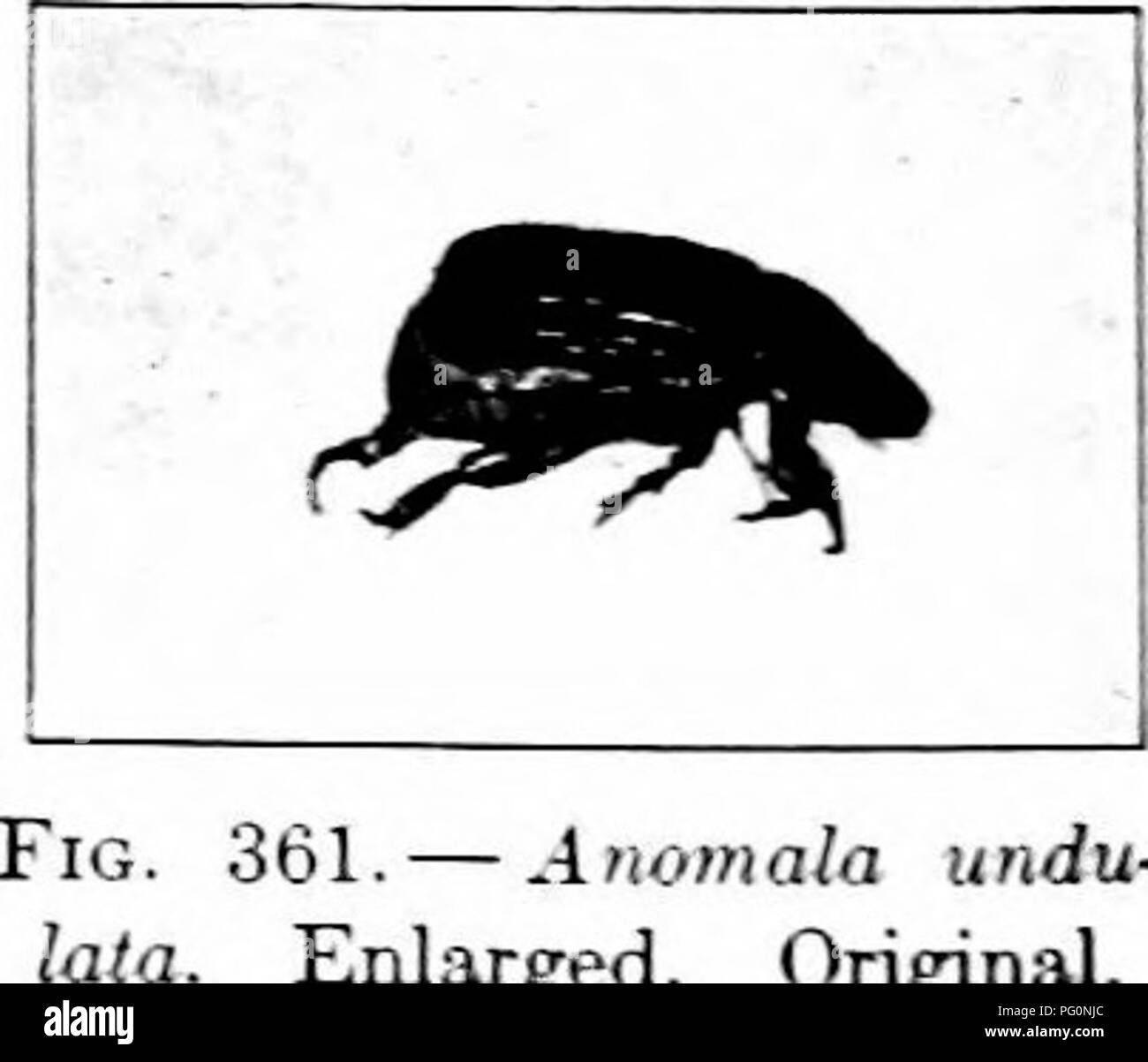 . Schädigende Insekten: Wie zu erkennen und zu steuern. Insekten und Schädlinge. Abb. . 359. - Das Licht - loring Anomala. Die Erweiterung vergrößert. Original. Abb. 360. - Anomah napi vergrößert. Original. mon Juni Käfer, aber kleiner. Die larvse hve ia den Boden und sind nicht schädlich. Die Käfer sind reacUly kUled durch Bespritzen mit arsenat von Blei oder Paris Grün. Eine aUied Arten. Anomala napi, Fab., iii im Süden, wo es manchmal zerstört das Laub von Äpfeln. oder Brombeeren. Es; ich Trauben, ra. spberrie Eine halbe Zoll lang und Licht Bro - miish in Farbe. StiU anderen sp Stockfoto