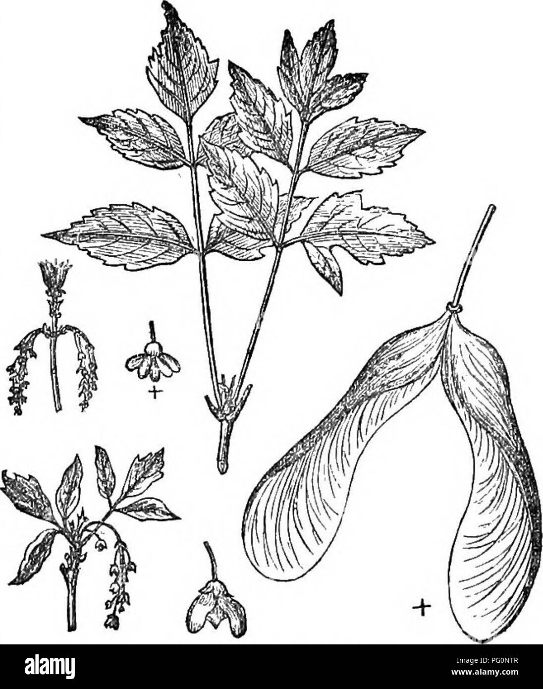 Dieser Abschnitt von *Arboretum et Fruticetum Britannicum* enthält eine Beschreibung des Negundo- oder Box Elder-Baumes mit Einzelheiten zu seiner Identifizierung, wissenschaftlichen Klassifizierung und Verwendung in der Forstwirtschaft. Der Text befasst sich auch mit der Vermehrung und Kultur dieser hartnäckigen Baumart. Stockfoto