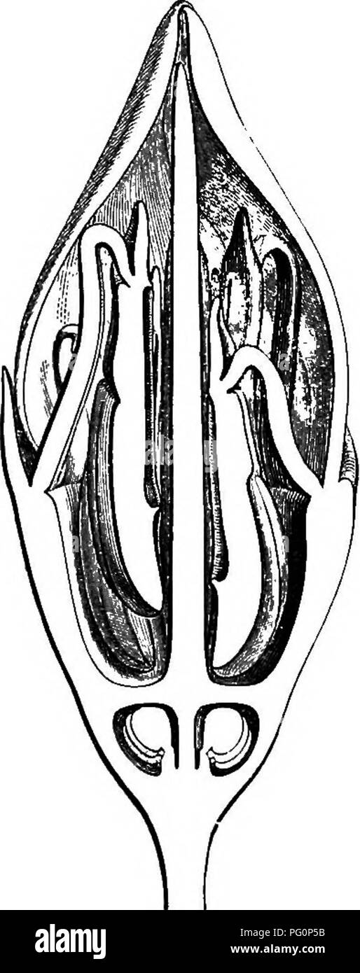 . Die natürliche Geschichte der Pflanzen. Botanik. 26 natürliche GESCHICHTE DER PFLANZEN. ungleiche im gleichen Paar, "die gesamte, coriaceous, 8-7 - durchzogen, mit zahlreichen dünnen querliegenden veinules. Die Blumen^ sind Achsel soli-, pedunculate oder in cymes United, häufig nur wenige Blüten. An der Basis des Ovars sind zwei (oder seltener 3) Paare von decussate Hüllblätter bilden eine Hülle um die Bud und oft auch die Frucht runde eingefügt. Diese Gattung besteht aus fast 30 Arten, die alle von der tropischen Regionen der beiden Amerikas. Mouriri Fusa.. Bitte beachten Sie, dass diese Bilder aus gescannten Seite Bilder extrahiert werden Stockfoto