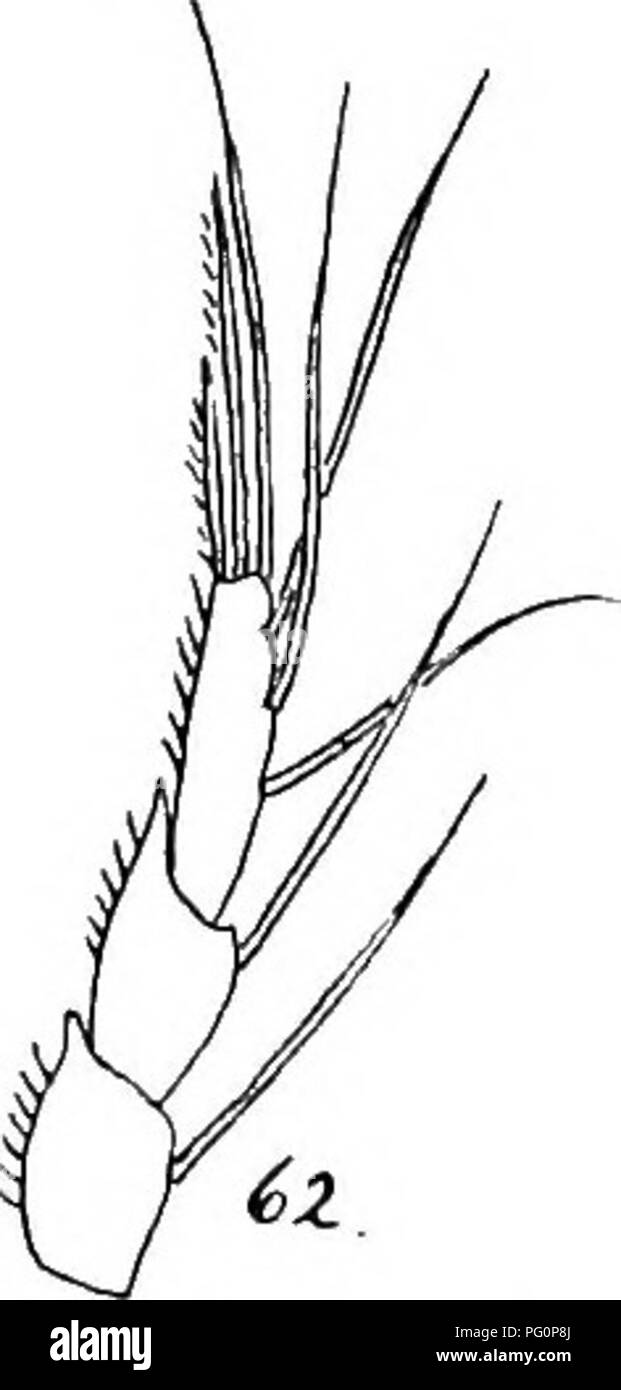 . Bericht der Kanadischen Arktis Expedition 1913-18. Wissenschaftliche Expeditionen. Abb. 61. Maxilliped Posterior. D. stefanssotii. Die Thorakalen Beine der weiblichen bieten einige Zeichen unterscheiden: p3 Re3 hat acht Sets (3se, 1st, 4 Si); p3 Ri3 hat sechs Seta; (1 se, 0,5 si); p4 Zu 3. Abb. 62. D. siefanssoni 9. P3 Ri. hat acht Sette; p4 Ri3 hat fünf (Ise, 4 Si). Im dritten Fuß (p3) Die äußere distalen Winkel von Ri2 in einen einfachen Kegel statt Der mucronatc Prozess des Männlichen (Abb. produziert wird. 62).. Bitte beachten Sie, dass diese Bilder extrahiert werden aus der gescannten Seite Bilder, gewesen sein kann Stockfoto