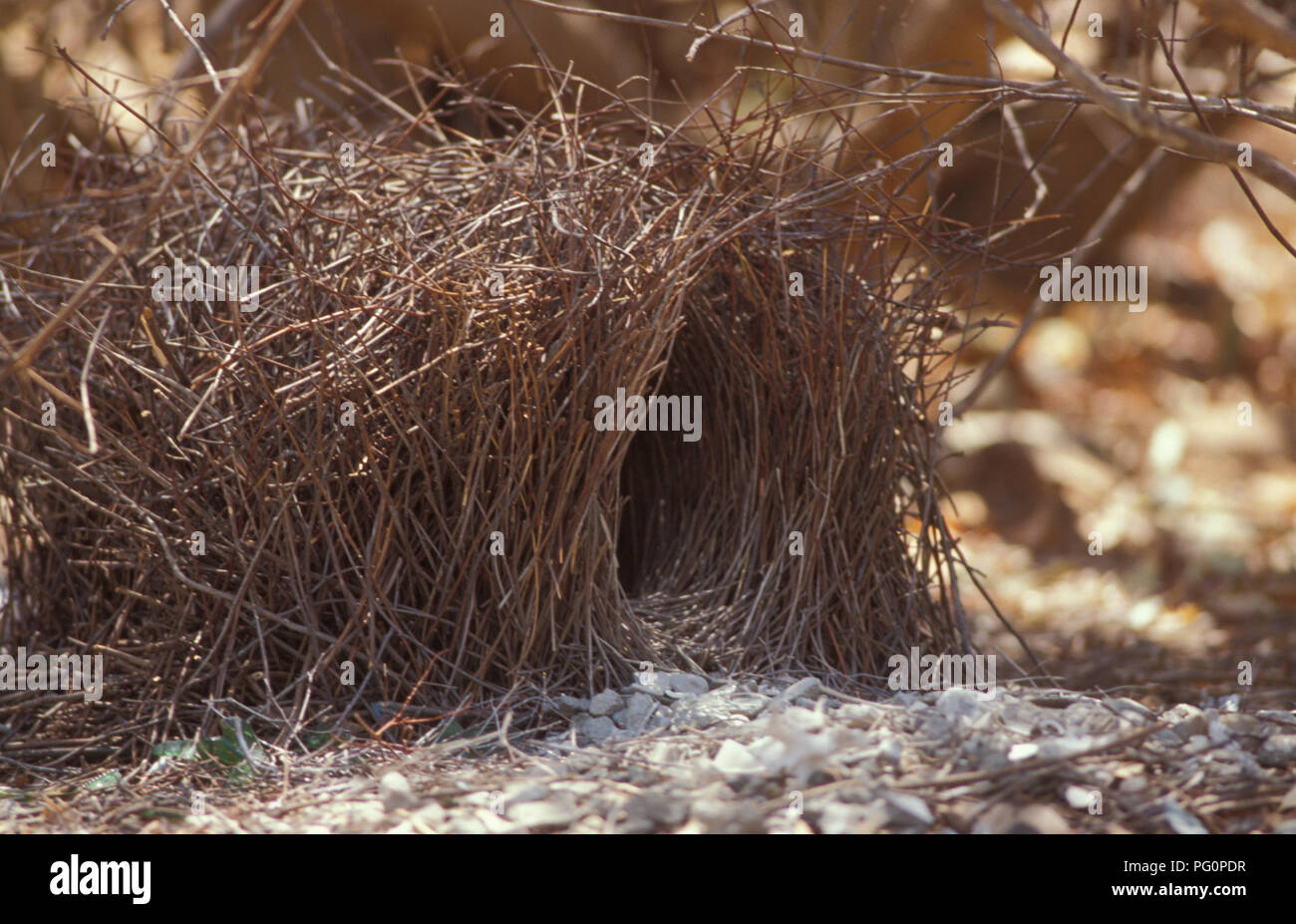 Seitenansicht des leeren Bower der größeren Bowerbird (Chlamydera nuchalis) Australien. Stockfoto