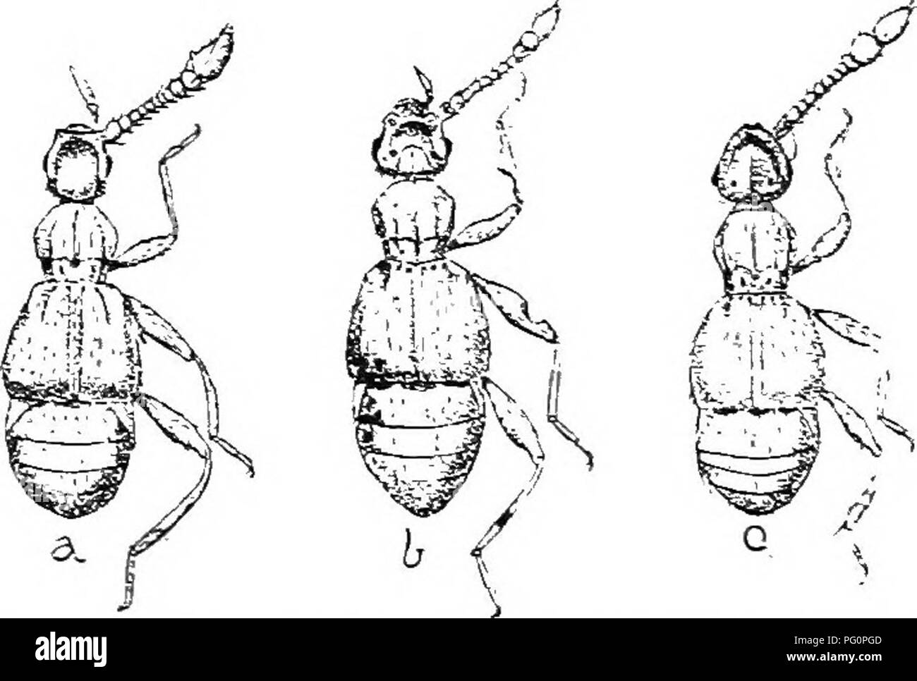 . Eine illustrierte Beschreibender Katalog Der coleoptera oder Käfer (exklusive der Rhynchophora) bekannt in Indiana zu kommen: Mit Bibliographie und Beschreibungen von neuen Arten. Käfer. 322 Ich? AiIILT X. PSELAPHID. E. B. pnnctiroUis Lee, schwarz mit riist - Rot - ein elyti, Beine und eine - tennae, Länge 1,4 mm., wird wie in der "Region östlich des Mississippi Eiver." B. carporalis Casey aufgezeichnet, Länge 1,7 mm., Nas aus ^ Michigan und Kanada beschrieben. B. propinqiia Lee.. piceous - Schwarz, flügeldecken dunkles Blut - Rot, Länge 1,4 inm., ist ein borealer spe-Cies die wahrscheinlich bewohnten nördlichen Ind Stockfoto