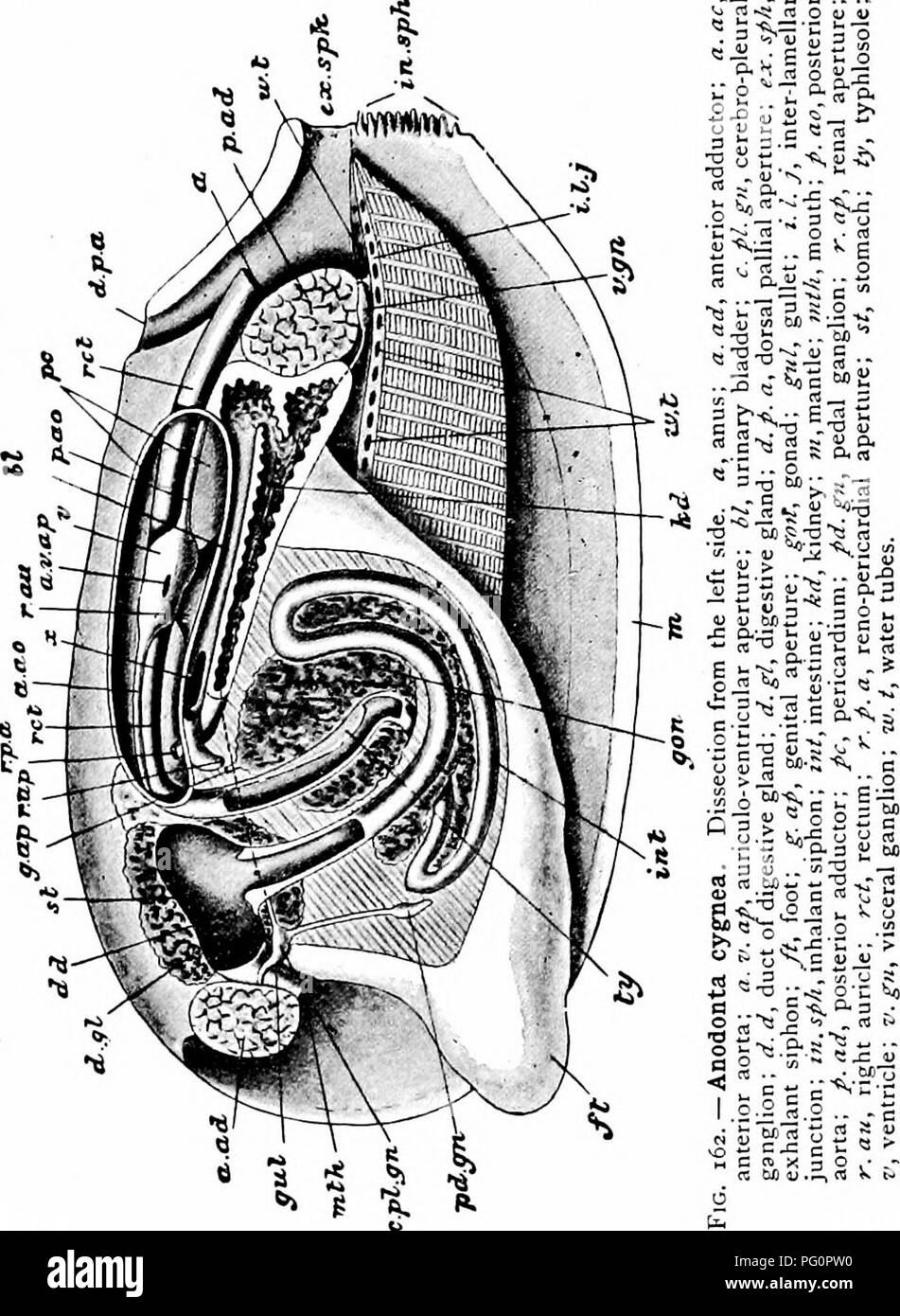 Dieses zoologische Handbuch konzentriert sich auf das Mollusca phylum und beschreibt die Anatomie und Physiologie verschiedener Mollusken, einschließlich ihrer Kiemen und Atmungssysteme. Es erklärt die Rolle der Siphons im Kreislauf und die biologischen Prozesse, die das Leben von Weichtieren unterstützen. Stockfoto