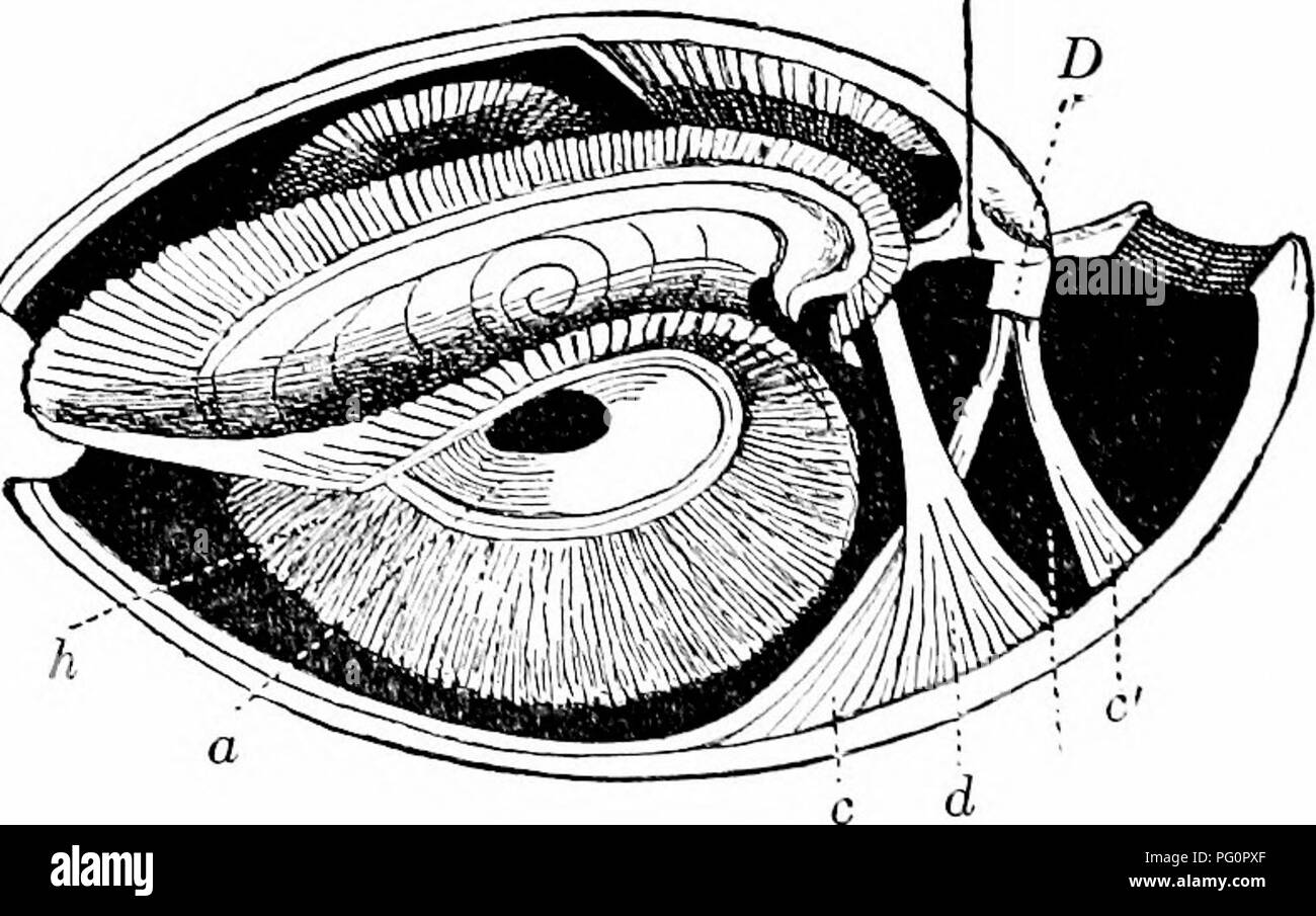 . Ein Handbuch der Zoologie. Zoologie. Abb. 276.- Anatomie des RhynchomTta psittacca (nach Hancock).^a', Links, a', der rechte Arm; a, Öffnung in den Hohlraum der Arm; d. Darm; c, blinden Ende des Darms; g, Magen und Leber; m, Adduktoren und divaricators von Shell; o. cesophagus; p' p', dorsalen und ventralen Mantel Nocken; •;/, Stengel, i, 2, ersten und zweiten Septum, auf der zweiten ein nephrostome. Der Körper umschließen. Wenn tliey öffnen Sie die GAPE ist anterior, posterior Teile in Kontakt zu bleiben. Hier, außer in den Ecardines, ein Scharnier ist nur vor tlie posterioren Marge entwickelt, bestehend aus te Stockfoto