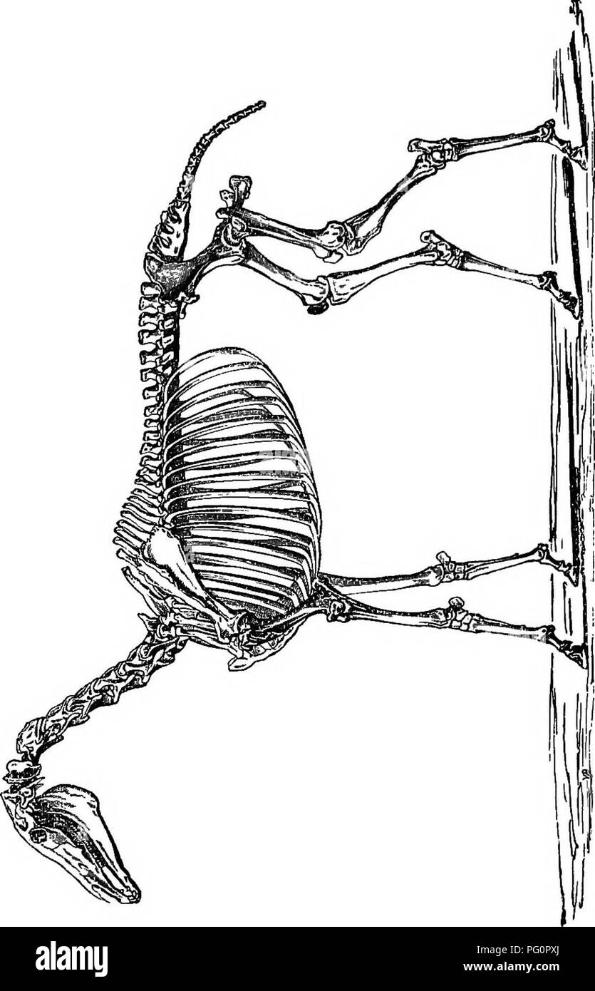 . Ein text-Buch für landwirtschaftliche Zoologie. Zoologie, Wirtschaftliche. 286 Skelett 01? Die HOESE.. B, 1 Ich? R. Bitte beachten Sie, dass diese Bilder sind von der gescannten Seite Bilder, die digital für die Lesbarkeit verbessert haben mögen - Färbung und Aussehen dieser Abbildungen können nicht perfekt dem Original ähneln. extrahiert. Theobald, Frederick Vincent, 1868-1930. Edinburgh und London, W. Blackwood und Söhne Stockfoto