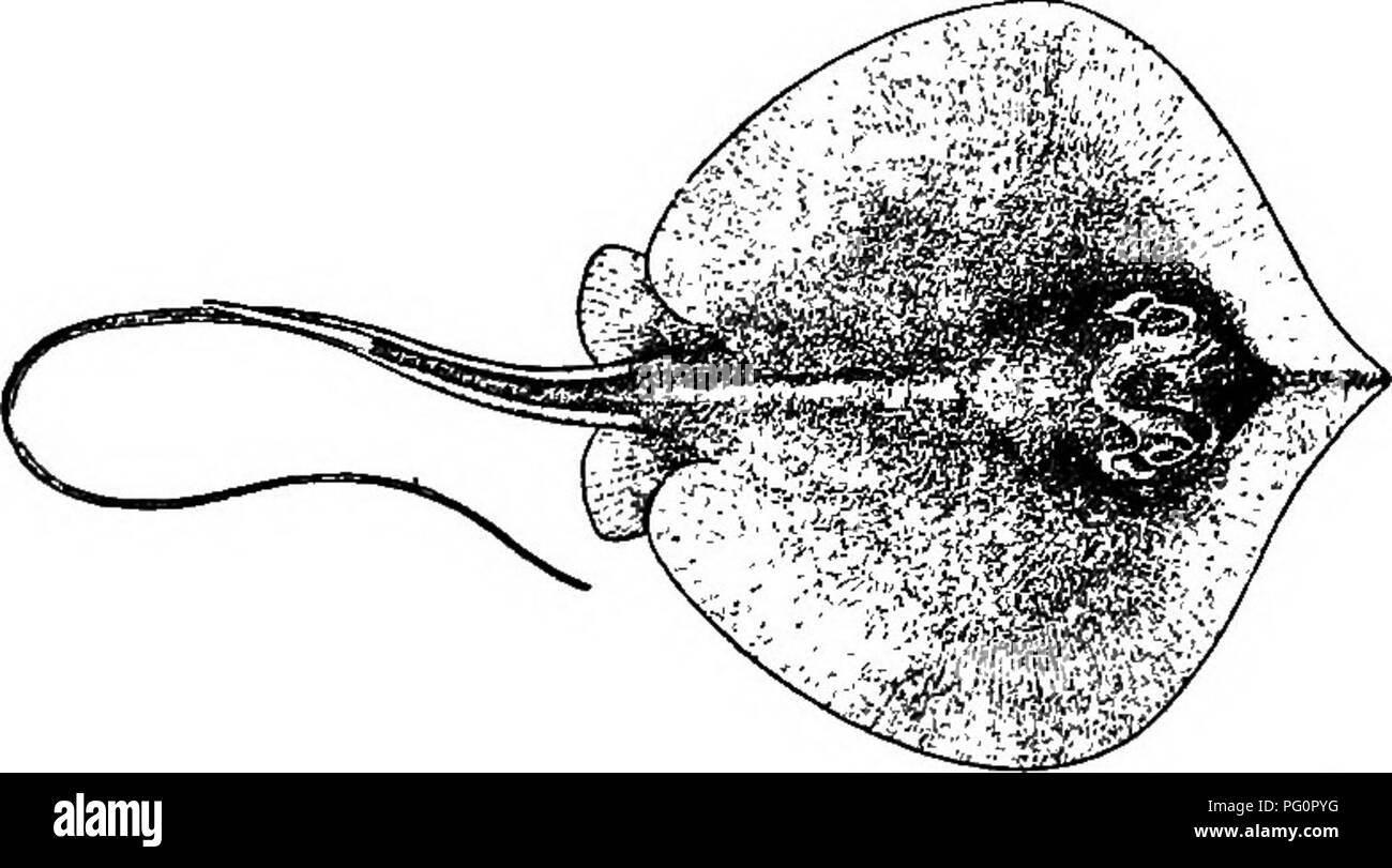 . Elementare Biologie, Tier und Mensch. Biologie. 124 Biologie der Tiere diese Dehnung ist so gekennzeichnet, dass sie mehr wie Schlangen aussehen als wie Fische tun. Aber die Aale sind nicht die einzigen Fische, die eine markante Entwicklung in einer Dimension zeigen. Die flundern, zum Beispiel (Abb. 93), zeigen eine bemerkenswerte Wachstum in einem dorso-ventrale Verwal-. Abb. 94. - Sting Ray. (Jordan und Evermann. Seite &Amp; Co.) Mit freundlicher Genehmigung von Doubleday, tion. Bisher hat dieses durchgeführt worden, dass die Fische nicht in der Lage ist, eine vertikale Position zu halten, und somit liegt auf einer seiner Seiten. Die Augen, die in den sehr jungen Flundern, sind Situationen Stockfoto