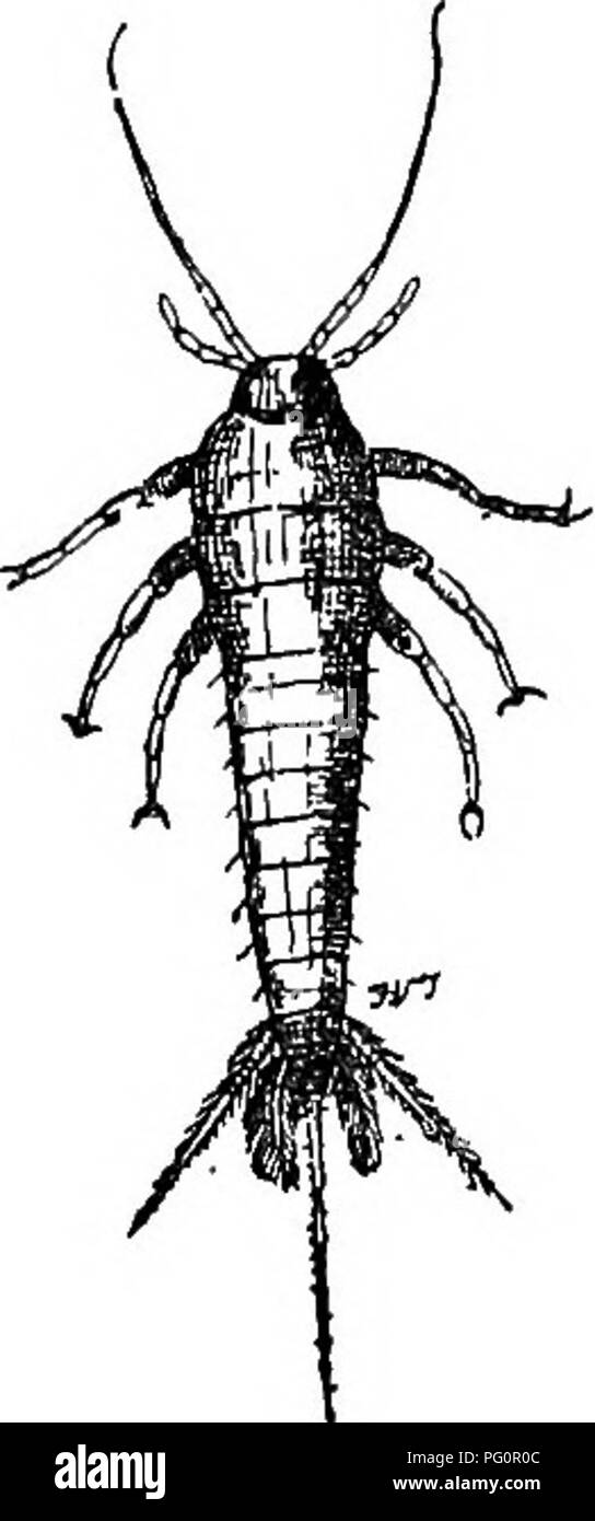 . Ein text-Buch für landwirtschaftliche Zoologie. Zoologie, Wirtschaftliche. 260 APTEEA. Eigene, entweder über ein Stück Wasser, entlang einiger Lane, oder auf eine Lichtung in einem Wald. Es gibt einige (Libellulidce), die schöne fragilen Insekten (Caiepteryx). Die Eier sind im Wasser oder an Wasserpflanzen. Die jungen (Abb. 134, b) besitzen keine Spuren von Flügeln. Sie beginnen zu zeigen, nach dem dritten oder vierten mausern (c, w). Die Nymphe (c) hat einen viel kürzeren Körper als die Erwachsenen, und, zurück zu schlüpfen, kriecht die Stammzellen von etwas Wasser - Pflanze, wenn die Shell teilt, und die perfekte Dragon-fly entsteht. AFTERA. Schließlich Stockfoto