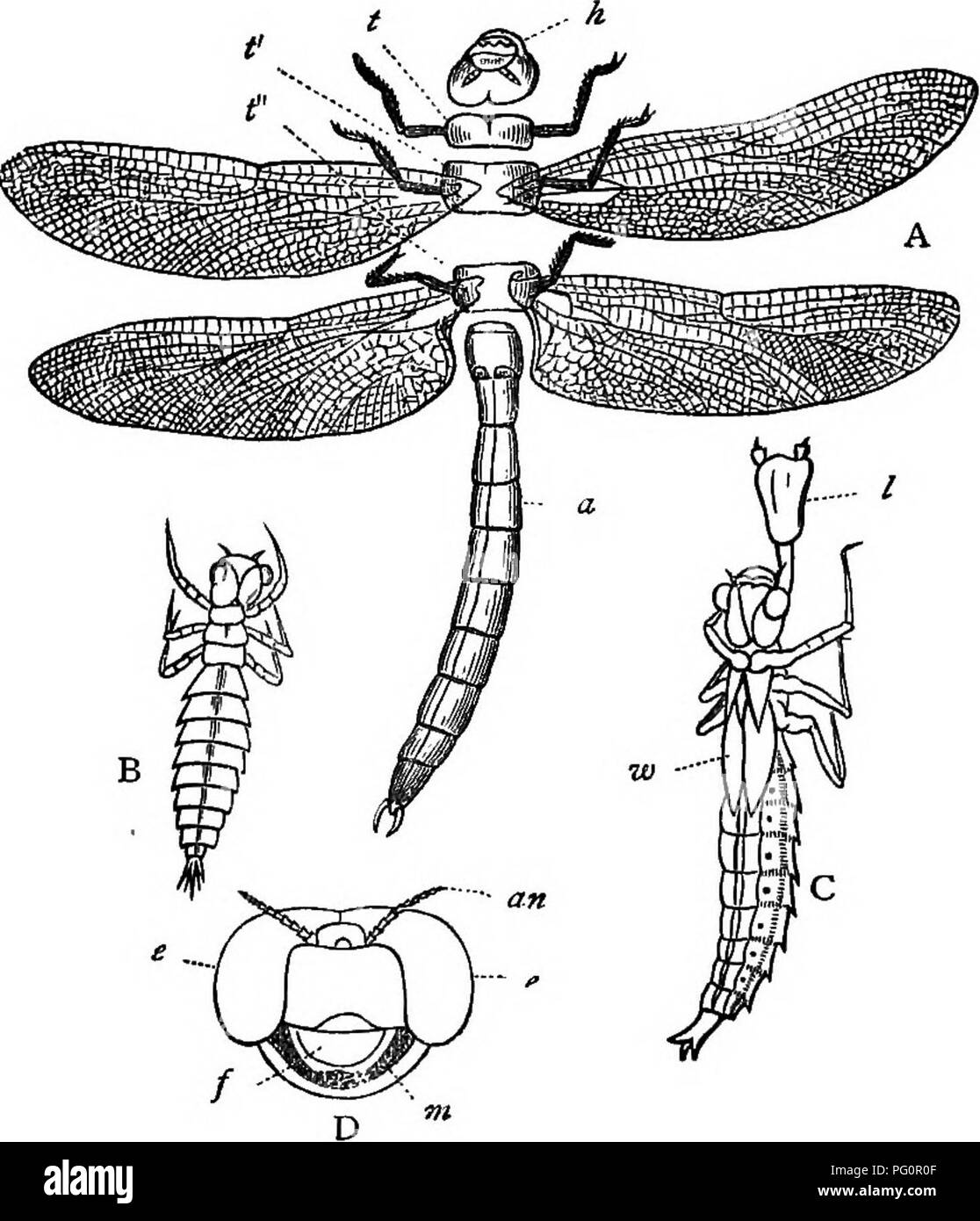 Dieses zoologische Lehrbuch von Nicholson befasst sich mit der Erforschung von Libellen und konzentriert sich auf deren Lebenszyklusstadien von Larven bis zu Erwachsenen. Es enthält anatomische Diagramme und detaillierte Beschreibungen ihrer fleischfressenden Futtergewohnheiten, ökologischen Rollen und einzigartigen Merkmale. Stockfoto