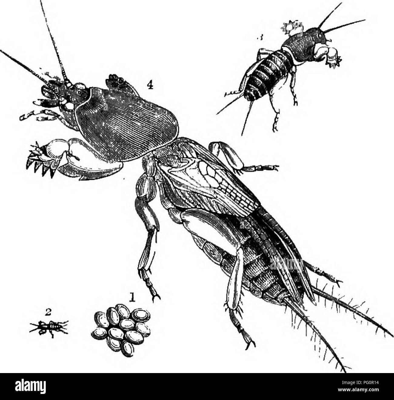 . Ein text-Buch für landwirtschaftliche Zoologie. Zoologie, Wirtschaftliche. 254 NEUROPTEKA. Maulwurfsgrille (Gryllotalpa vulgaris) (Abb. 130) wird manchmal ein. Abb. l. SO.- Mole Cuicket (GryllotaVpa vuXgaHs), 4. 1, Eizellen; 2 und 3 Junge grillen. (Curtis) unangenehmes Insekt in Gärten, Graben in der Erde, aber es ist nirgendwo sehr reichlich. NEUROPTEBA. In dieser Reihenfolge sind viele verschiedene Formen zusammengefasst. Einige Insekten jetzt auf einmal als verschiedene Bestellungen eingestuft wurden, aber ohne ausreichende Begründung und somit sind nun integriert in dieser Gruppe. In der Regel l^ europtera kann gesagt werden vier Flügel des gleichen textu zu haben Stockfoto
