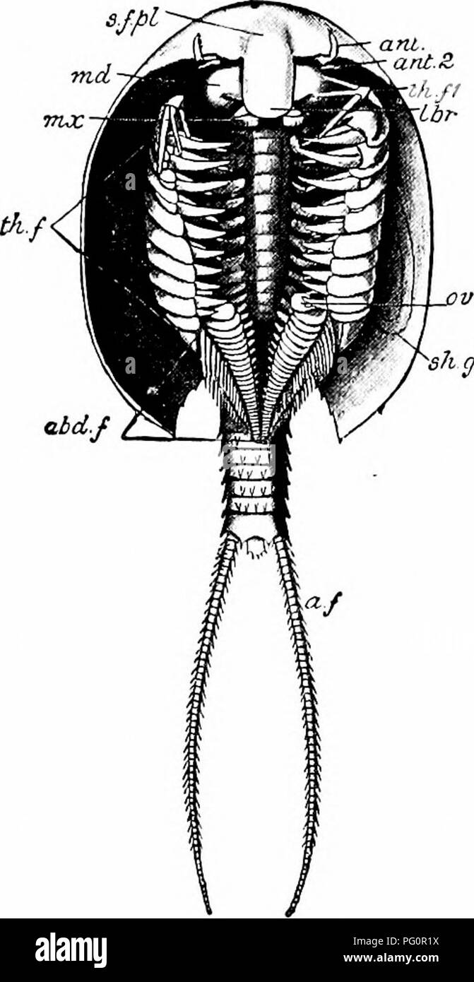 . Ein Handbuch der Zoologie. 232 Handbuch der Zoologie hgl (Abb. 132) das Abdomen mit seinen anhängseln ist unvollkommen entwickelt, und nicht vollständig in einem harten exoskele-Tonne umschlossen, dieser Region, die in der Shell von wellhornschnecken oder andere univalve Weichtiere, die der Eremit - Krabbe schleppt über mit ihm. 1 Die Krebstiere enumer - oben, zusammen mit dem Sand - Trichter, Asseln und ihre Verbündeten, und eine grosse Anzahl anderer Form ein oder zwei Sub-Klassen, in denen die Klasse Crustacea di- - die Sub-Klasse Mala - costraca. Die malacostraca sind hoch organisiert Crus - tacea, die in der Regel aus betrachten - in der Lage s Stockfoto