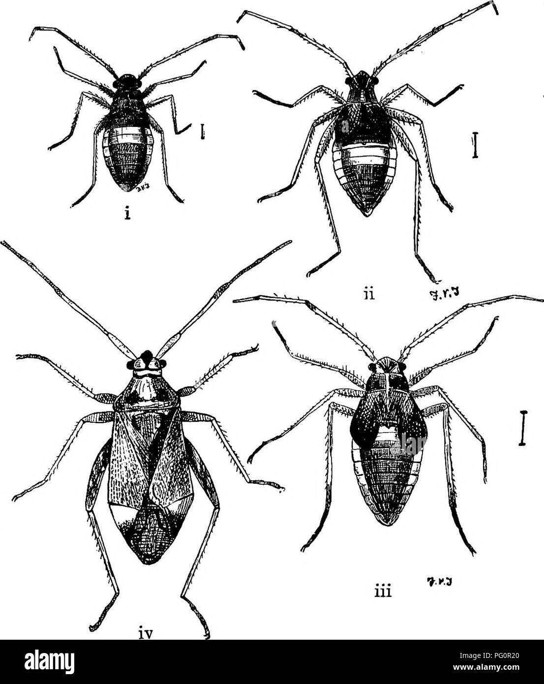 Dieses Lehrbuch behandelt die Rolle verschiedener Insekten in der Landwirtschaft, insbesondere Schädlinge wie die Hopfenkäfer *Calocoris fuhomacvatus*, die Pflanzen wie Hopfen und Johannisbeeren befallen. Sie enthält Lebenszyklusbeschreibungen des Schädlings. Stockfoto