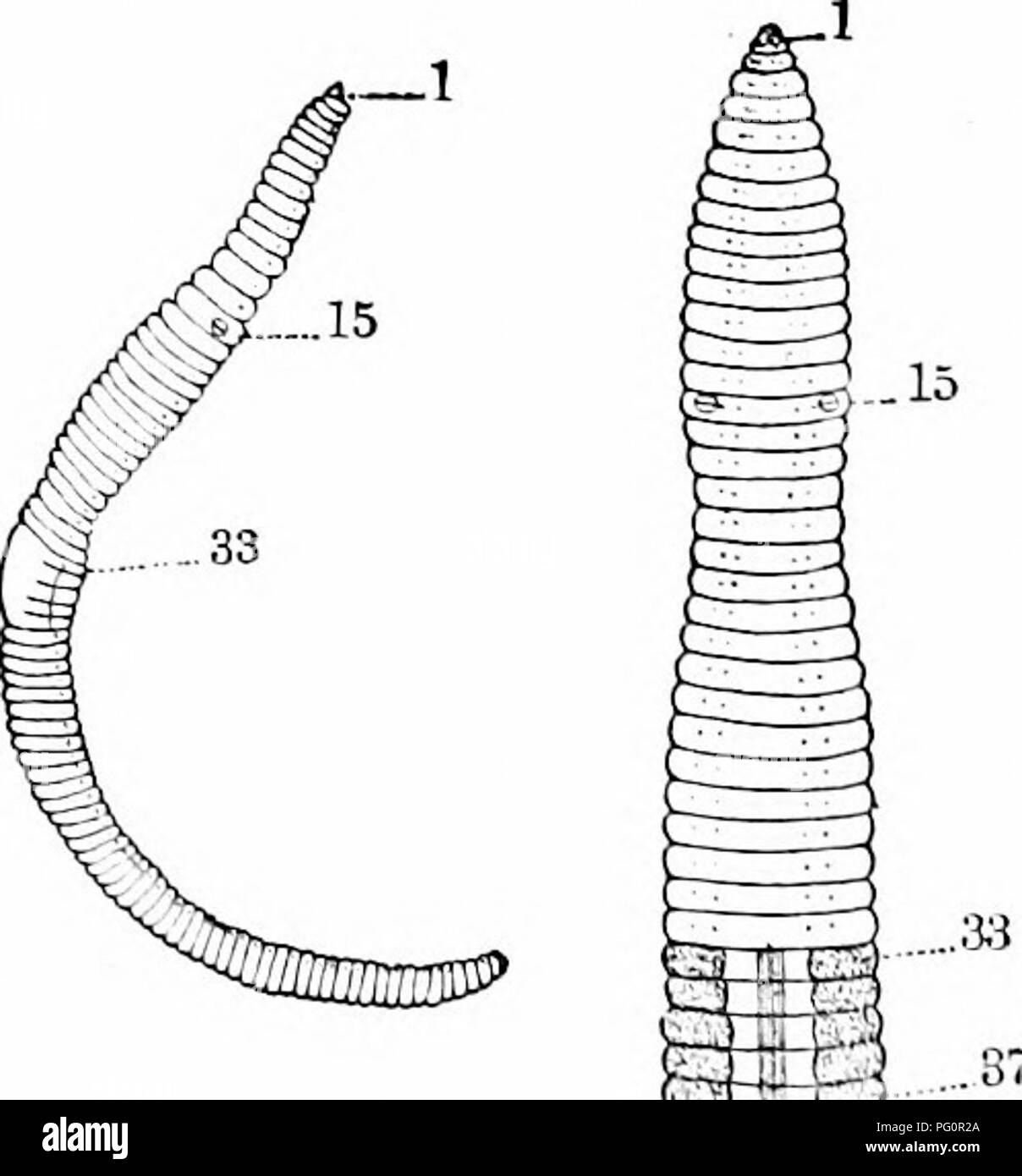  Ein Handbuch Der Zoologie Zoologie Abb 51 Diagram Der Annelid 