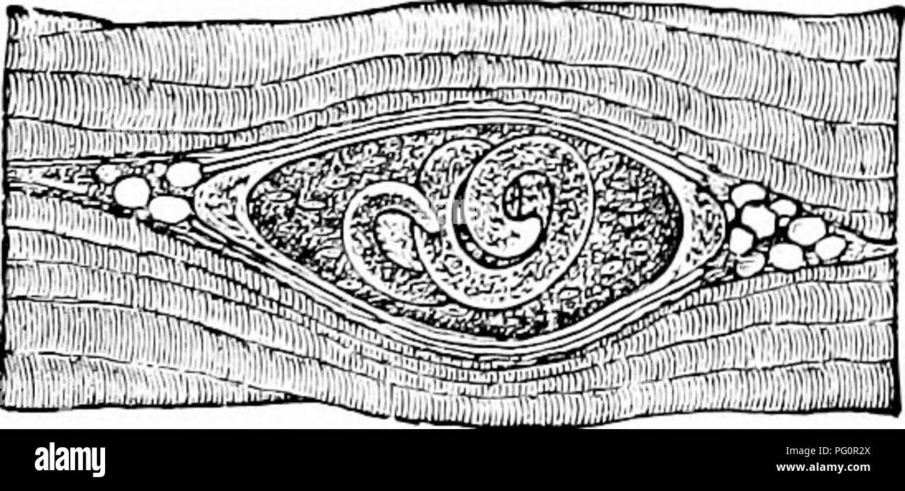 . Ein Handbuch der Zoologie. Zoologie. Ii. NEMATHELMINTHES NEMATODA