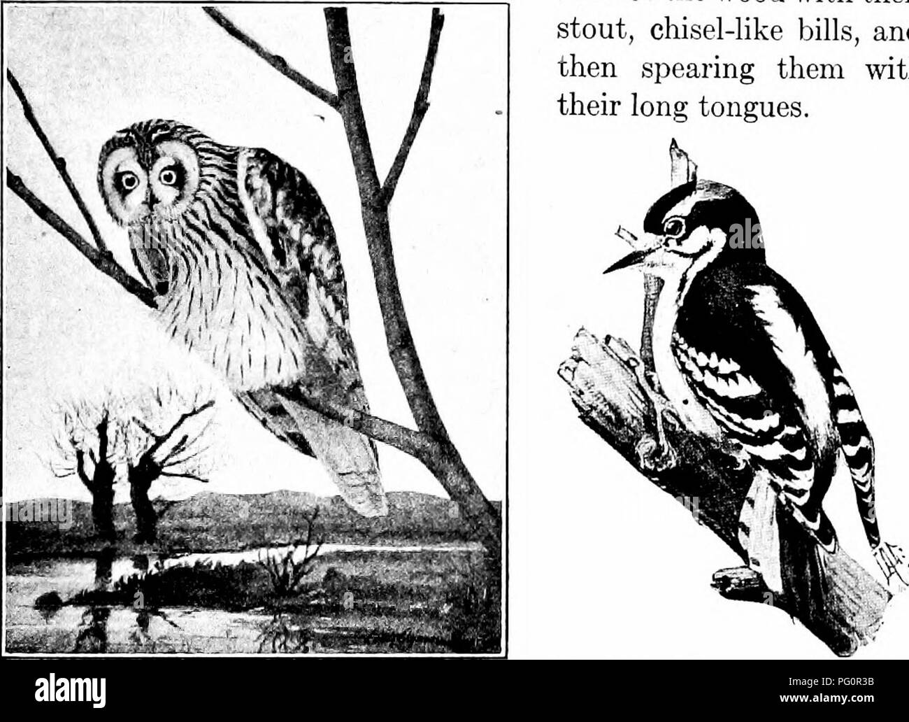 Spechte sind spezialisierte Vögel, die für ihre Fähigkeit bekannt sind, Baumstämme zu besteigen. Ihre Füße haben zwei Zehen, die nach vorne und zwei nach hinten zeigen, was bei diesem Kletterverhalten hilft. Ihre steifen Schwanzfedern dienen als Stützen, während sie Insekten suchen, die sie mit ihren meißelartigen Schellen und langen Zungen extrahieren. Stockfoto