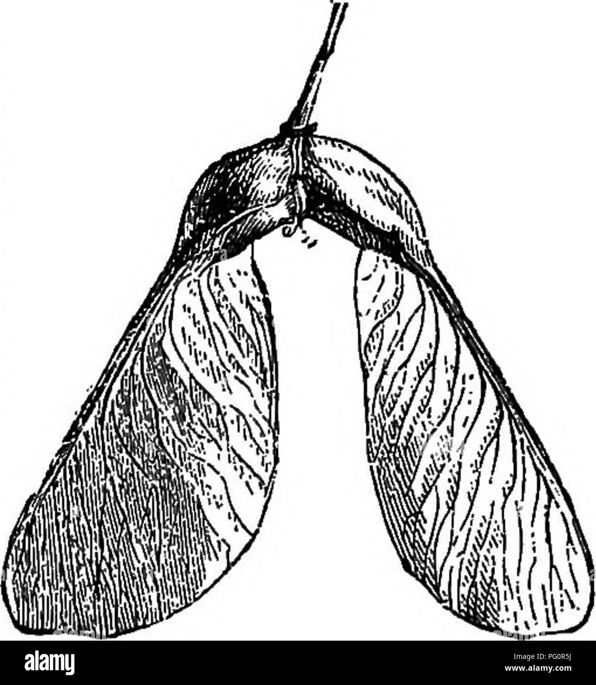 . Die Elemente der Forstwirtschaft: entwickelt, um Informationen über die Pflanzung und Pflege von Bäumen für Ornament oder Gewinn- und geben Anregungen für die Gestaltung und Pflege von Wäldern, mit Blick auf die Sicherung der größte Vorteil für die längste Zeit, besonders auf die Wünsche und Bedingungen der Vereinigten Staaten angepasst zu leisten. Die Wälder und die Forstwirtschaft. Samen "Frühfeigen: Sammlung und Aufbewahrung von Samen. 33 dieser Bäume in den Boden ohne Wurzeln gesetzt sind, Stecklinge hängt sehr davon ab, das Meer - Sohn; wenn sehr trocken und heiss, sie kann ausfallen, und wenn feucht und kühl, sie wird wachsen. Aber ein Werk wit Stockfoto