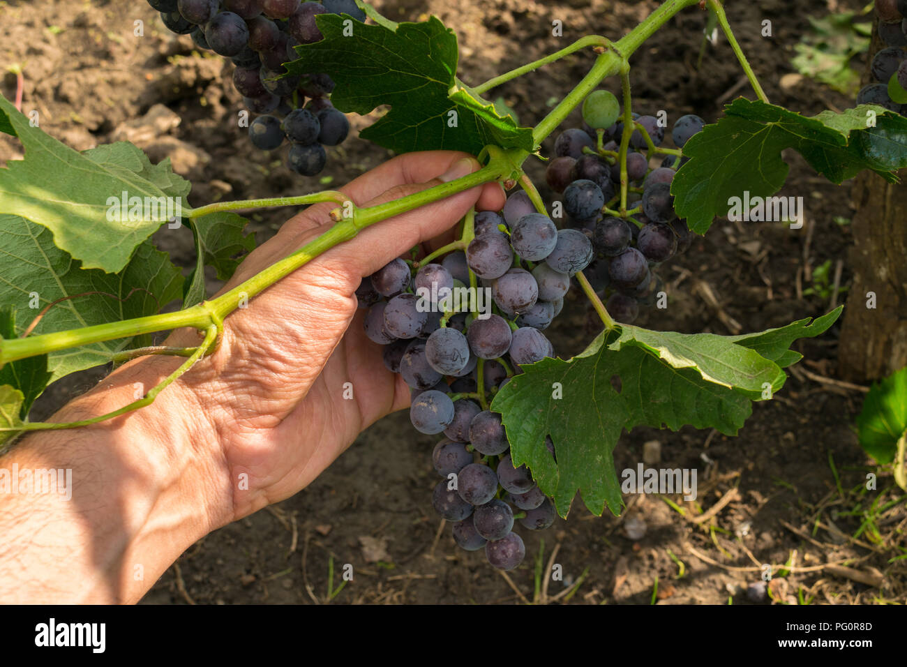 Hand herauf Organic lila Trauben vom Weinstock - POV Stockfoto