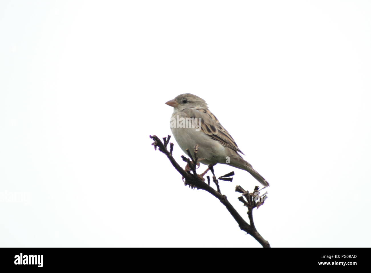 Schöne Natur Vögel Park Stockfoto