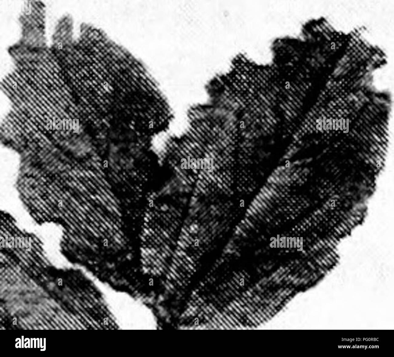 Diese Abbildung zeigt häufige Pilz- und Insektenschädlinge, die auf landwirtschaftlichen Betrieben gefunden werden und verschiedene Kulturen betreffen. Die dargestellten Schädlinge spielen eine bedeutende Rolle bei den Schäden in der Landwirtschaft, was die Bedeutung des Pflanzenschutzes für die Gesundheit der Pflanzen unterstreicht. Das Bild stammt aus Frederick Robert Petherbridge's landwirtschaftlichen Studien, die den Einfluss von Schädlingen auf die landwirtschaftliche Praxis zeigen. Stockfoto