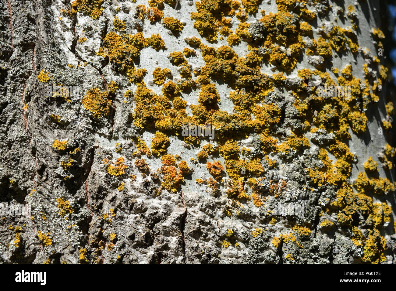 Sehr helle und bunte Pappelrinde mit trockenem Moos und Narben, stilvoller Hintergrund Stockfoto