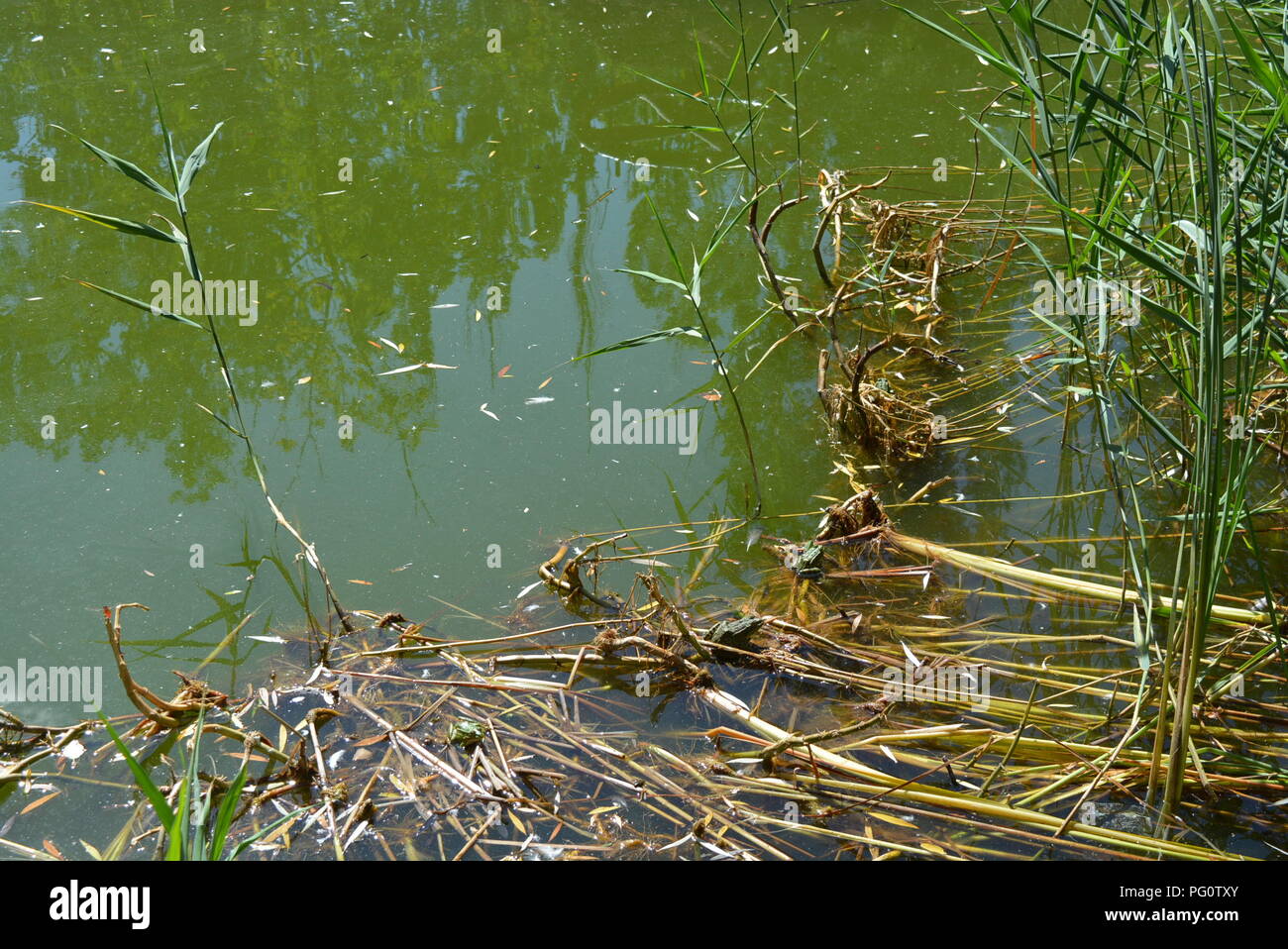 Grünes Wasser des Teiches mit grünem Schilf, trockenes gelbes Schilfblatt unter der Sonne Stockfoto