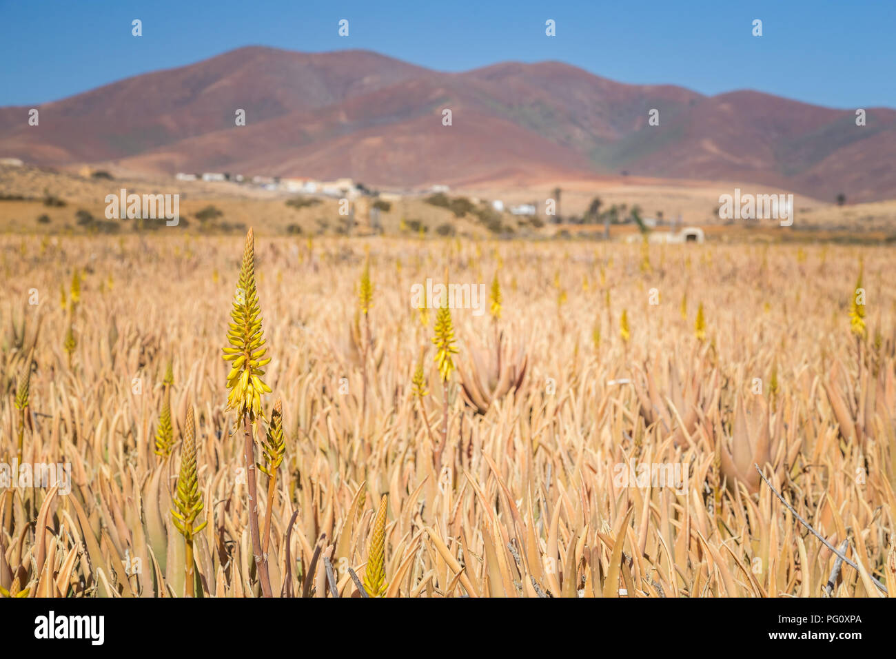Landschaft der große Aloe Vera Pflanzen Feld mit großen Hügel im Hintergrund an einem Sommertag in Fuerteventura, Kanarische Inseln, Spanien. Stockfoto