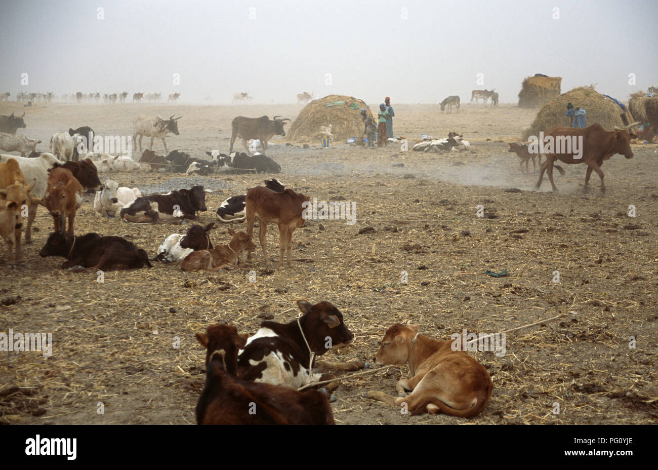 Rinder in Fulani Feldlager in Mopti, Mali für redaktionelle NUR VERWENDEN Stockfoto