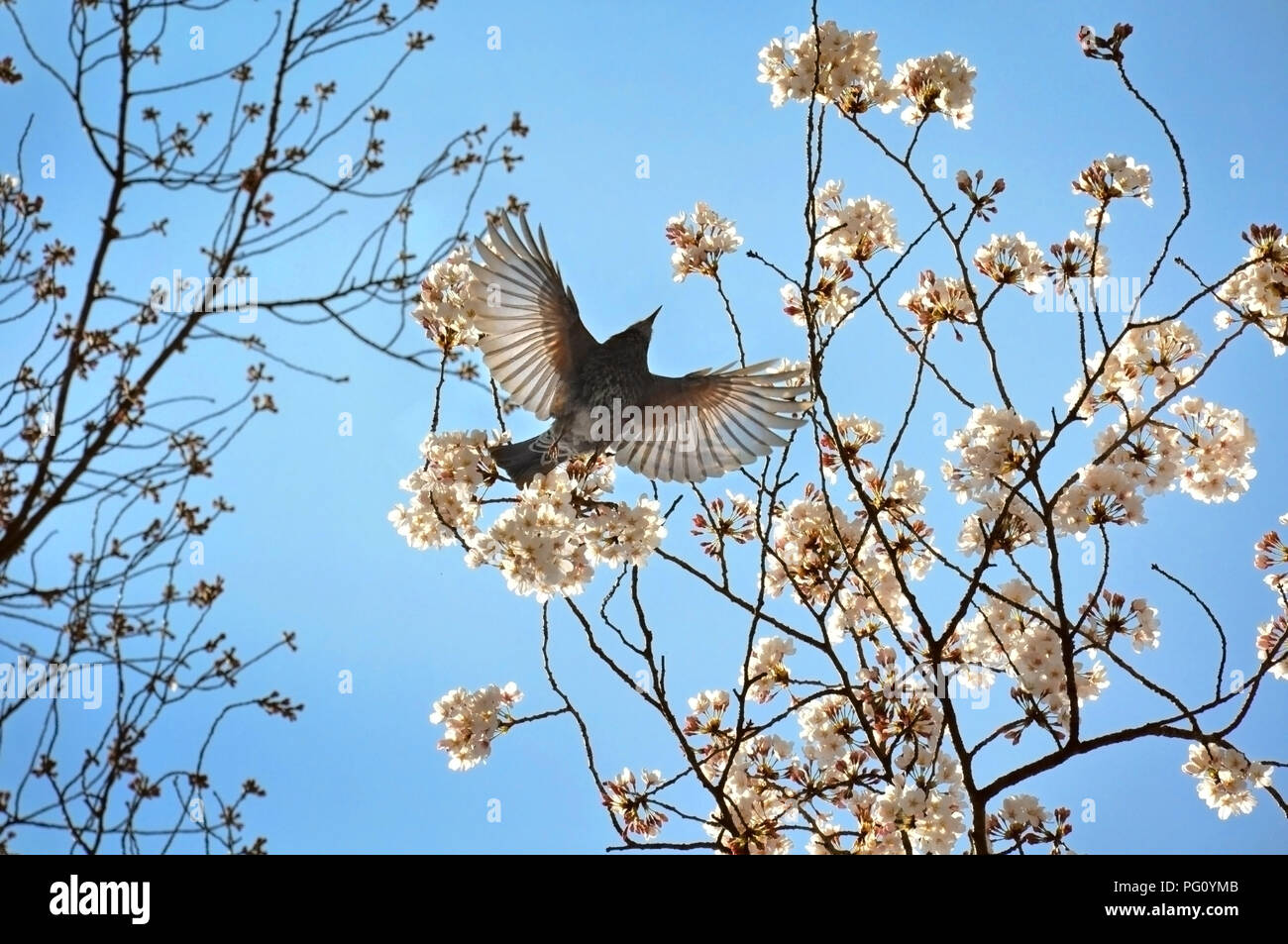 Vogel Flügeln, unter Kirschblüten Bäume auf der strahlend blaue Himmel Hintergrund Stockfoto