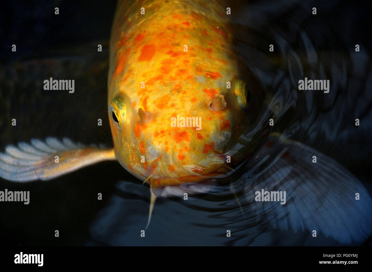 Closeup Portrait von Goldgelb koi Karpfen Fisch im dunklen Wasser Teich Stockfoto