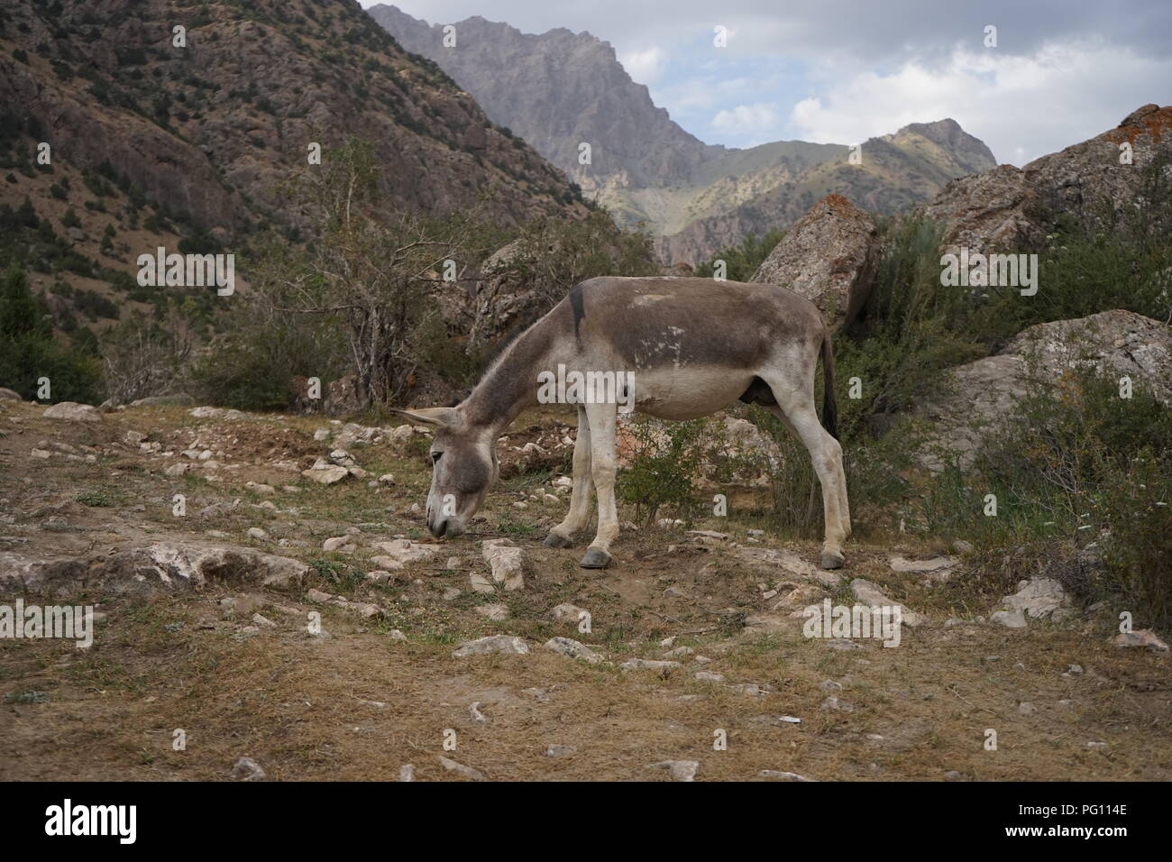 Grauer Esel grasen im Feld, im Fann Mountains, Tadschikistan Stockfoto