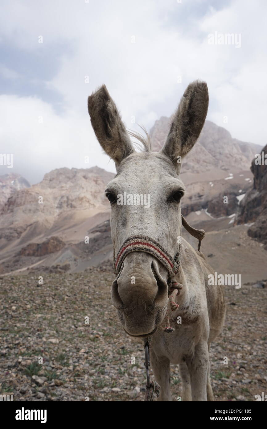 Ein Porträt von einem weißen Esel in den Fann Mountains, Tadschikistan Stockfoto