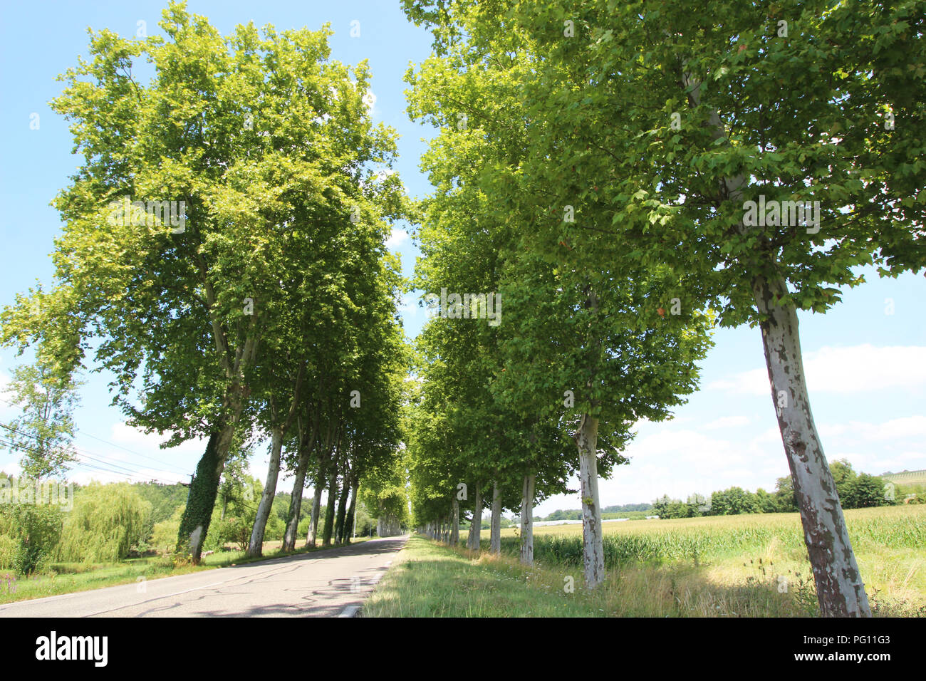 Avenue von Bäumen in Frankreich, auf der Hauptstraße Stockfoto