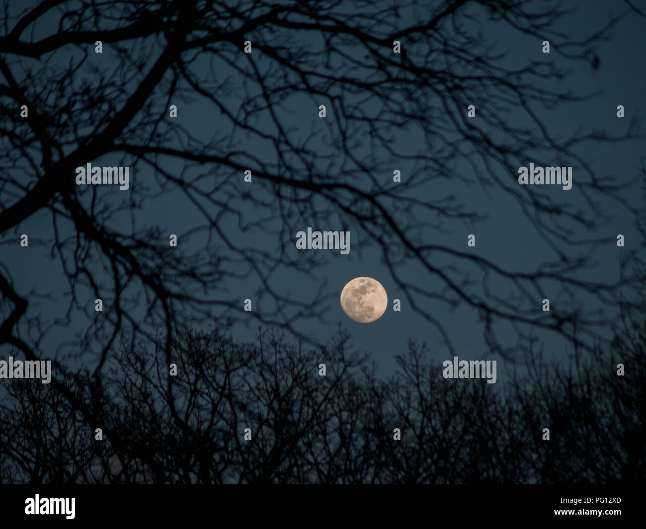 Mond hinter toten Baum Stockfoto