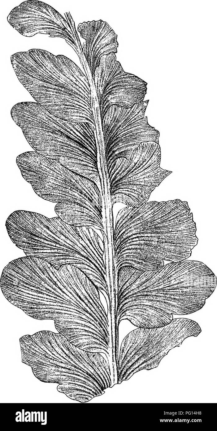 Diese Arbeit bietet detaillierte Beschreibungen und Abbildungen fossiler Pflanzen, einschließlich Pteridospermen und anderer prähistorischer Pflanzenarten. Der Schwerpunkt liegt auf fossilen Beweisen von Pflanzenleben aus dem Karharbari-Kohlefeld in Indien und trägt zum Verständnis der alten Pflanzenökosysteme bei. Stockfoto